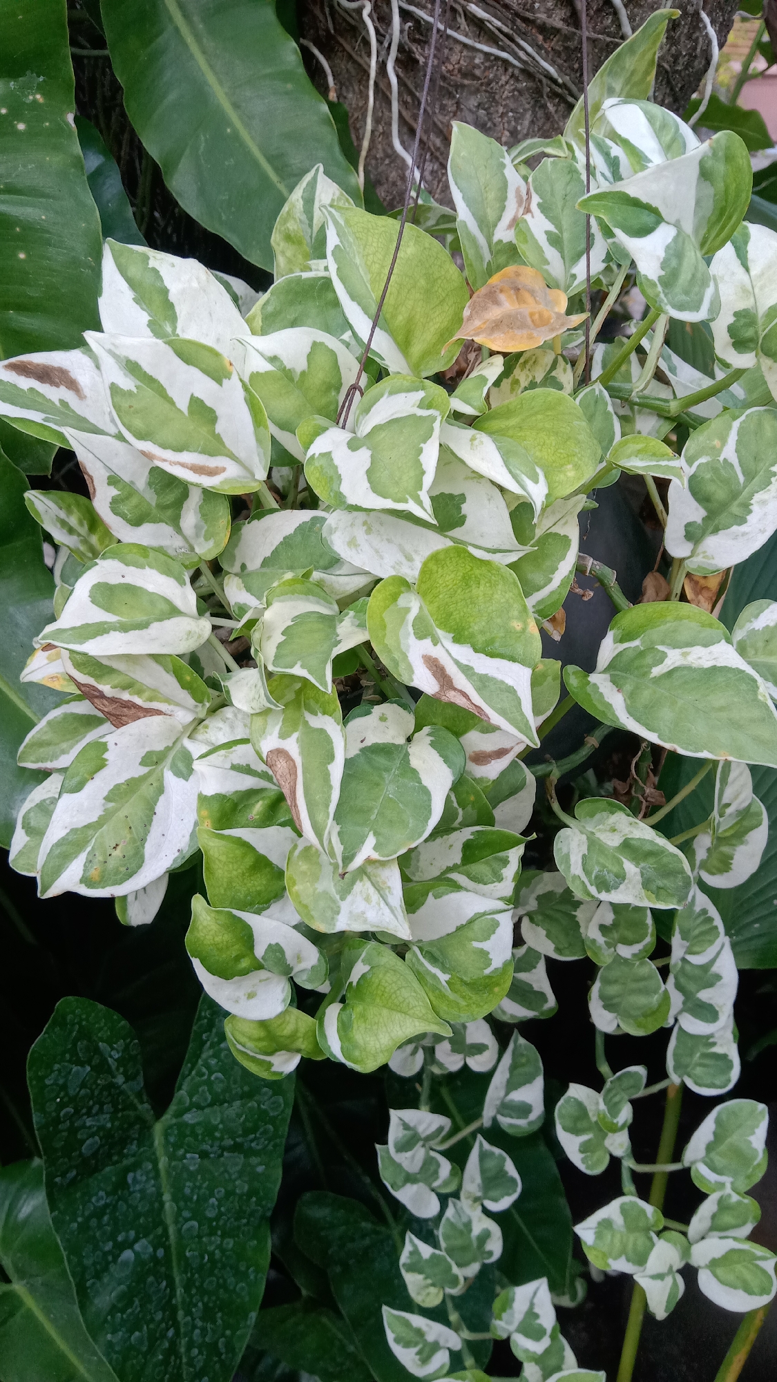 A variegated pothos plant hangs in a garden setting in Kediri City, Indonesia. The plant has heart-shaped leaves with irregular patches of white and green. Some leaves show brown spotting, indicating potential damage or age. The plant is suspended by thin wires, suggesting it is in a hanging planter. The background consists of large, dark green leaves of another plant, providing a contrast to the lighter variegation of the pothos. The overall scene depicts a detail of lush, tropical foliage common in Indonesian gardens.