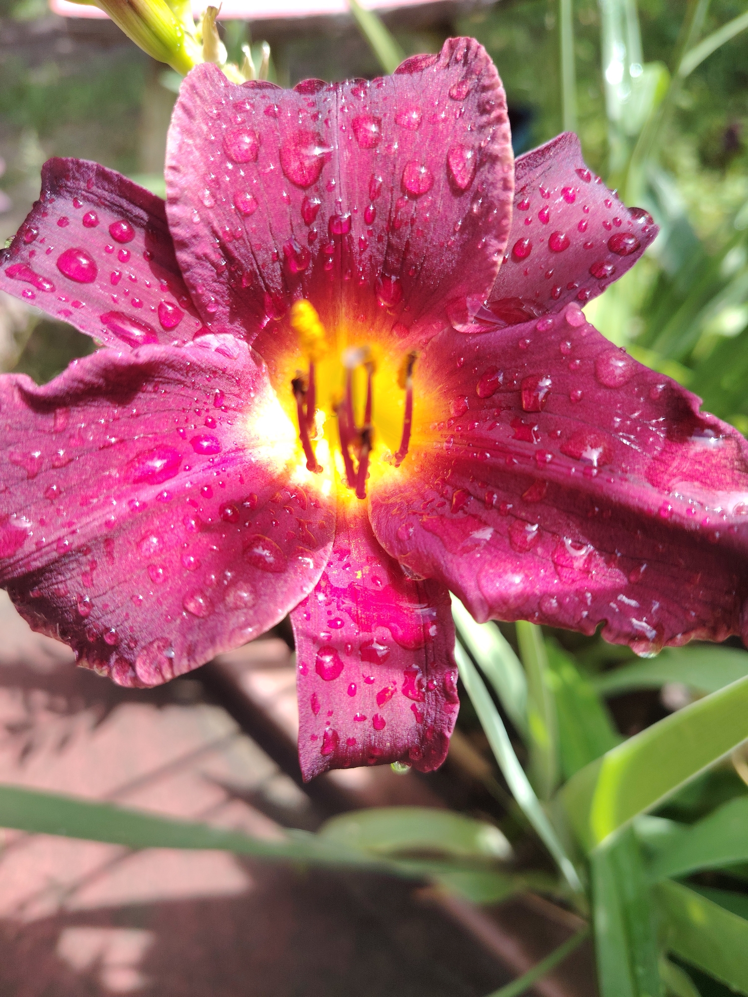 A close-up, high-angle shot showcases a dark purple flower covered in numerous water droplets. The droplets are scattered across the petals, reflecting light and adding a glistening effect. The center of the flower features bright yellow stamens and pistils, creating a striking contrast with the deep purple petals. The background is softly blurred, with hints of green foliage and brown earth, suggesting an outdoor garden setting. The lighting appears to be natural sunlight, highlighting the textures and details of the flower and water droplets. The image is sharp and well-focused on the flower.