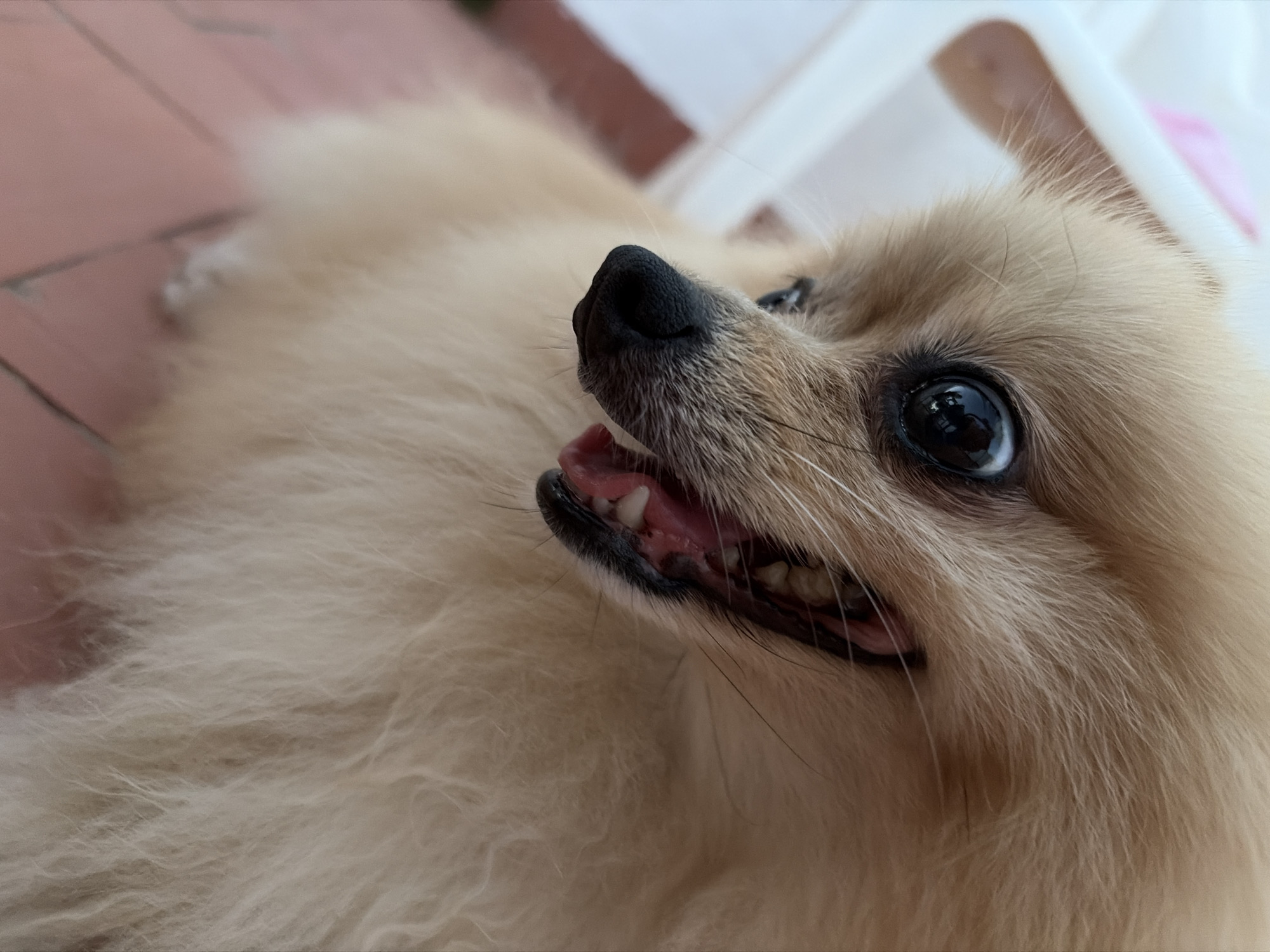 A Pomeranian dog is lying on its back with its mouth open, revealing its teeth. The dog's fur is light brown and fluffy. The background is blurry but appears to be a tiled floor. The image does not contain enough information to determine its location in Torrevieja, Spain.