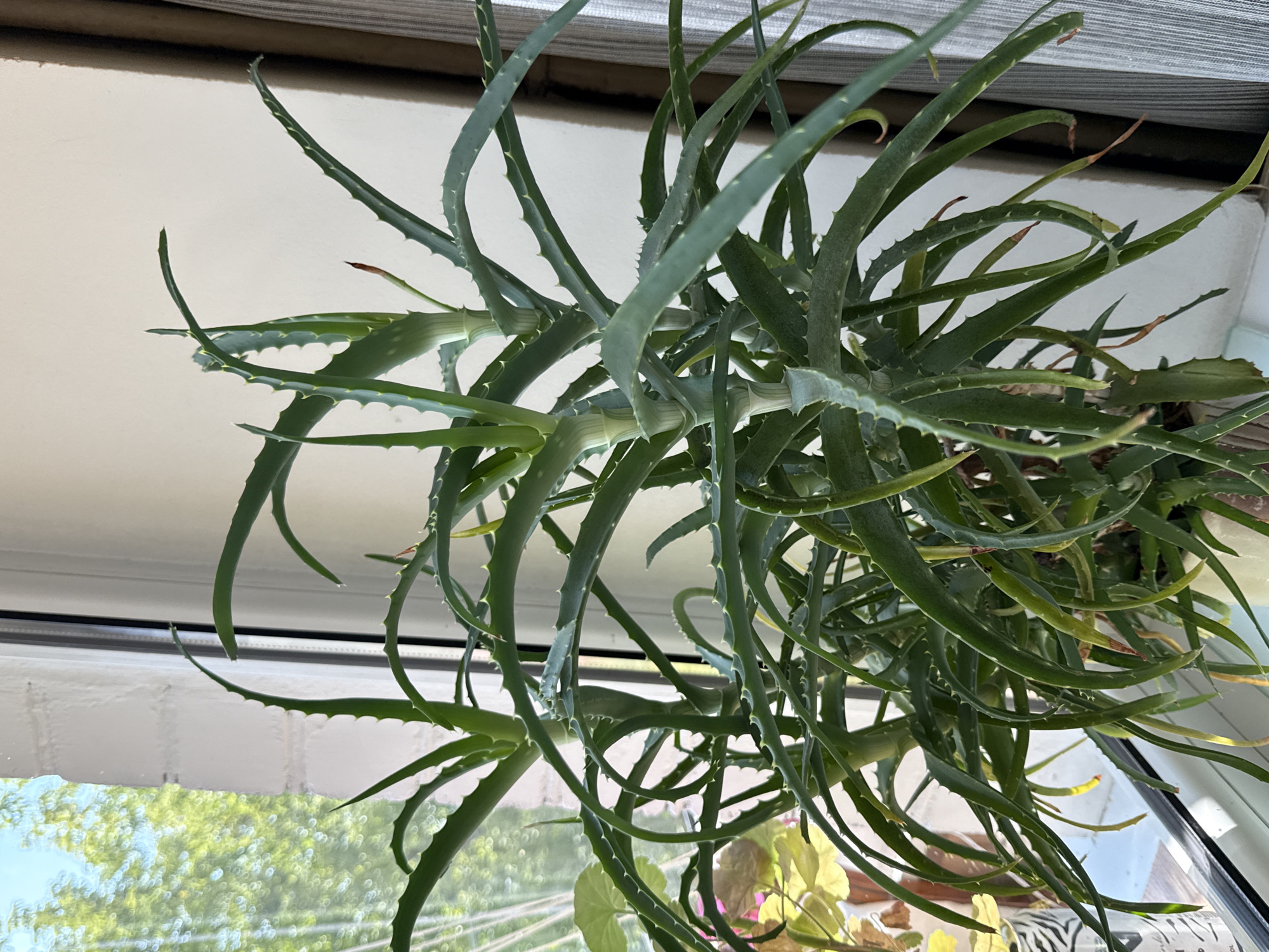 A close-up, eye-level shot focuses on a potted aloe vera plant situated on a windowsill. The plant exhibits thick, green, spiky leaves that fan outwards from several central stalks. Some leaves show signs of yellowing or browning at their tips, suggesting potential watering needs. The plant is positioned in front of a light-colored wall and a sheer curtain to the right. To the left, a window reveals an out-of-focus background of green trees and a bright blue sky, indicating an outdoor view. The windowsill itself appears to be made of a light-colored material, possibly PVC. The overall lighting suggests a bright, daytime scene. The image does not contain any people or indicate a specific location within Rudamina, Lithuania.
