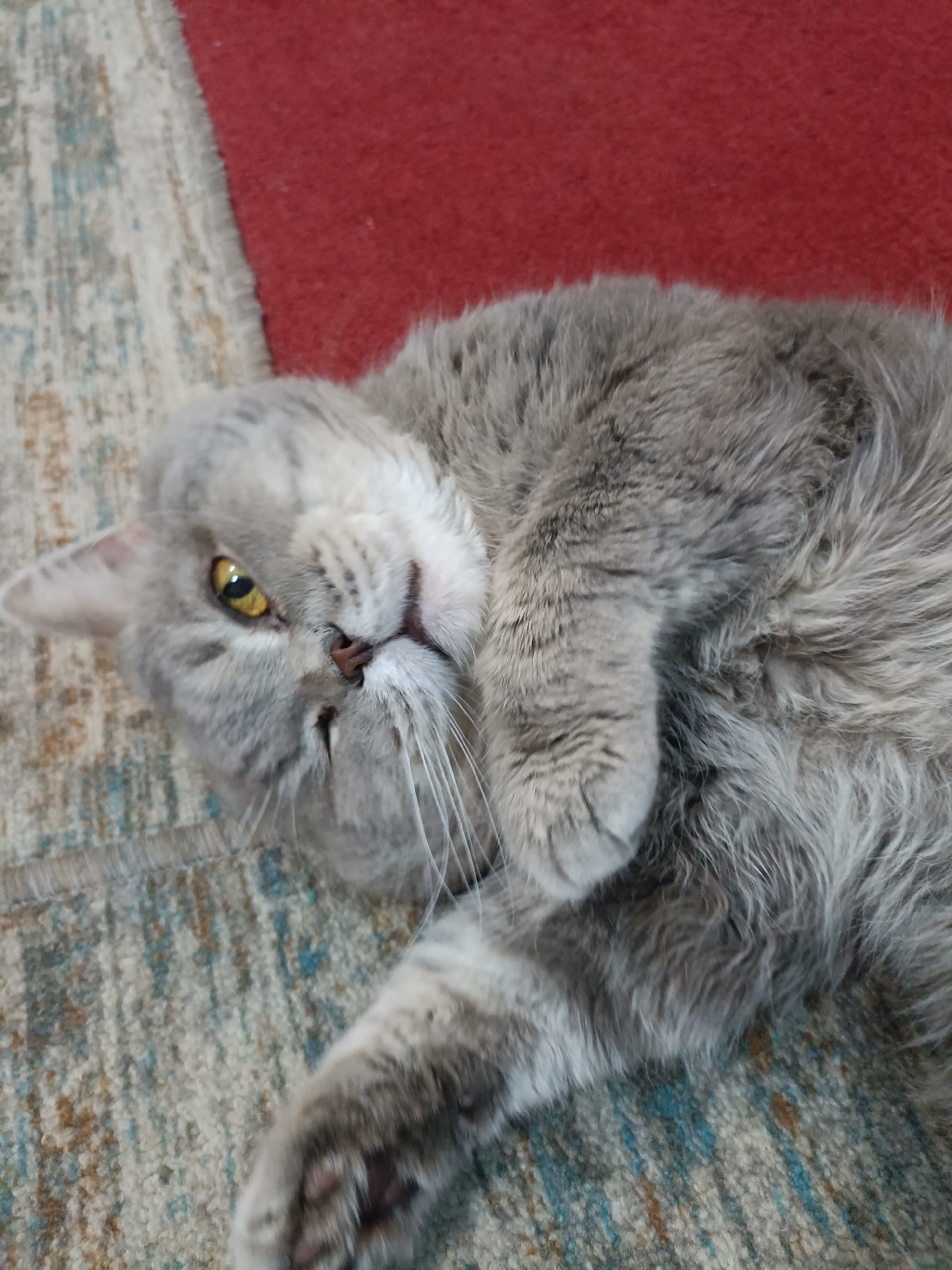 A grey cat is lying on its back on a carpeted floor. The cat's head is tilted to the left, with its yellow eyes looking towards the camera. Its fur is fluffy and appears to be a mix of grey and white. The carpet has a patterned design with blue and brown tones. A red rug is visible in the background. The image is taken from a high angle. There is no information in the image to determine the location in the city of Bataysk, Russia.