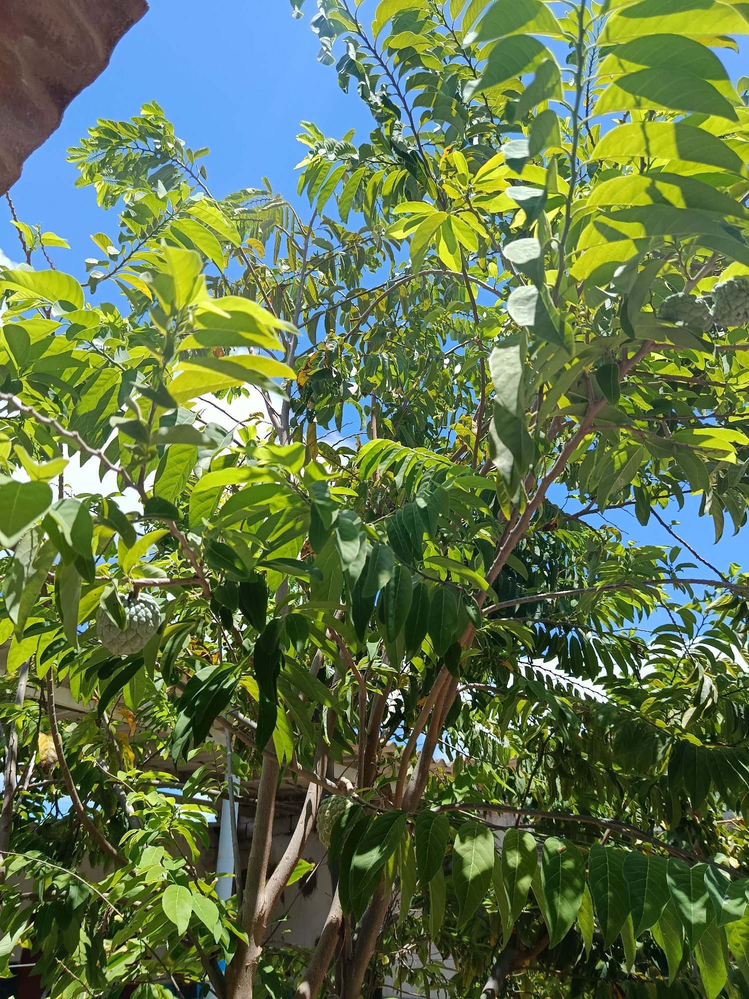 The image depicts a close-up view of a custard apple tree under a bright blue sky, suggesting a sunny day. The tree is laden with lush green leaves and several custard apples, one of which is prominently visible in the lower left of the frame, and another in the upper right. The branches of the tree are slender and brown, with some appearing to be supported or resting on what looks like a tiled roof structure in the upper left corner of the image. In the background, other buildings and vegetation can be seen, hinting at a residential or garden setting. The overall impression is one of a vibrant, natural environment bathed in sunlight. The image appears to be taken outdoors, likely in a tropical or subtropical climate, given the type of fruit and the clear, sunny weather. There is no text visible in the image.