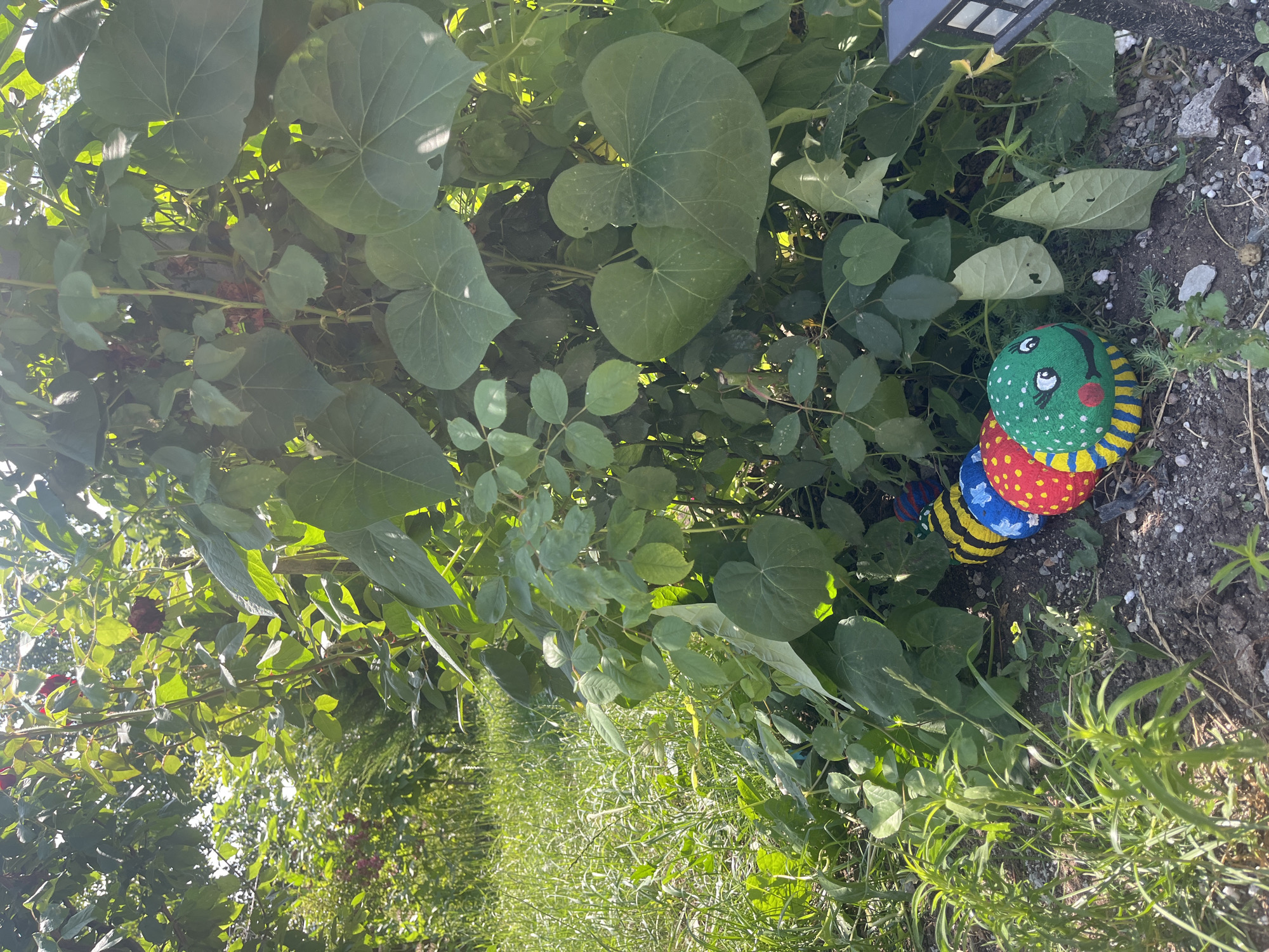 The image depicts a whimsical, painted rock caterpillar decoration positioned at the base of lush green foliage. The caterpillar is segmented, with a green head featuring painted eyes, a smiling mouth, and rosy cheeks, and its body segments are adorned with bright colors and patterns including yellow stripes, blue with yellow polka dots, and red with yellow polka dots. Behind the caterpillar, a dense growth of large, heart-shaped green leaves dominates the scene, with hints of smaller leaves and vines interspersed. Sunlight filters through the leaves, creating dappled light on the ground. To the right edge of the image, a portion of a dark-colored outdoor light fixture is visible, partially obscured by leaves. The ground beneath the caterpillar is a mixture of dark soil, small pebbles, and sparse green weeds. The overall setting suggests a garden or natural outdoor space. No people are present in the image. The location in Surami, Georgia is not visually discernible from the provided image.