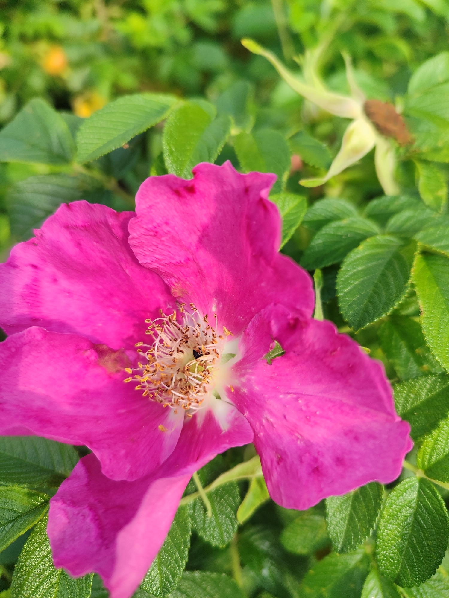 A vibrant, close-up shot of a pink rose, likely a wild rose, showcases its delicate petals and the intricate details of its stamens. A small, dark insect is visible near the center of the flower, resting on the stamens. The rose is surrounded by lush, green foliage, and in the background, a faded, dried rose hip is also present. The lighting suggests it is daytime, with the sun casting a soft glow on the flower.
This image was likely captured in the city of Saint Petersburg, Russia. While the exact location within the city is not specified, the presence of wild roses suggests a park, garden, or natural area. Saint Petersburg is renowned for its numerous parks and gardens, such as the Summer Garden, Pavlovsk Park, or the Botanical Garden, which are common habitats for such flora. The scene depicts a moment of natural beauty, with the focus on the intricate details of the rose and its inhabitants.