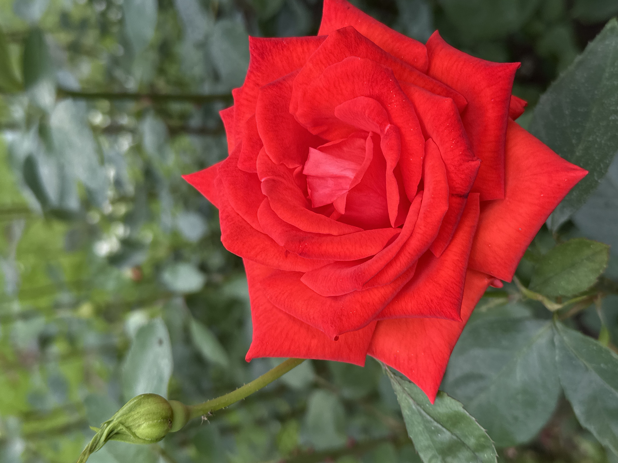 This is a close-up, high-angle, eye-level shot of a vibrant red rose in bloom. The rose is the primary subject, filling a significant portion of the frame from the upper right quadrant to the lower left. Its petals are a rich, velvety red, with delicate textures and subtle variations in tone. Some of the petals have small water droplets on them, suggesting recent rain or dew. The rose appears to be fully open, revealing its intricate inner structure.
In the lower left of the frame, a green rosebud is visible, tightly closed and attached to a slender stem. The stem and surrounding leaves are a deep green, with some leaves slightly blurred in the background. The background itself is a soft focus of green foliage, creating a shallow depth of field that emphasizes the rose and bud. The overall scene suggests a garden or natural setting, likely outdoors.
The lighting appears to be natural daylight, possibly overcast given the soft illumination and lack of harsh shadows. There is no indication of a specific time of day or weather other than the presence of water droplets on the petals. No people, text, or specific landmarks are visible. The overall mood conveyed is one of natural beauty and tranquility, focusing on the delicate details of the rose and its developing bud. The location context of Ostafievo, Russia, is noted but not visually evident within the image itself.