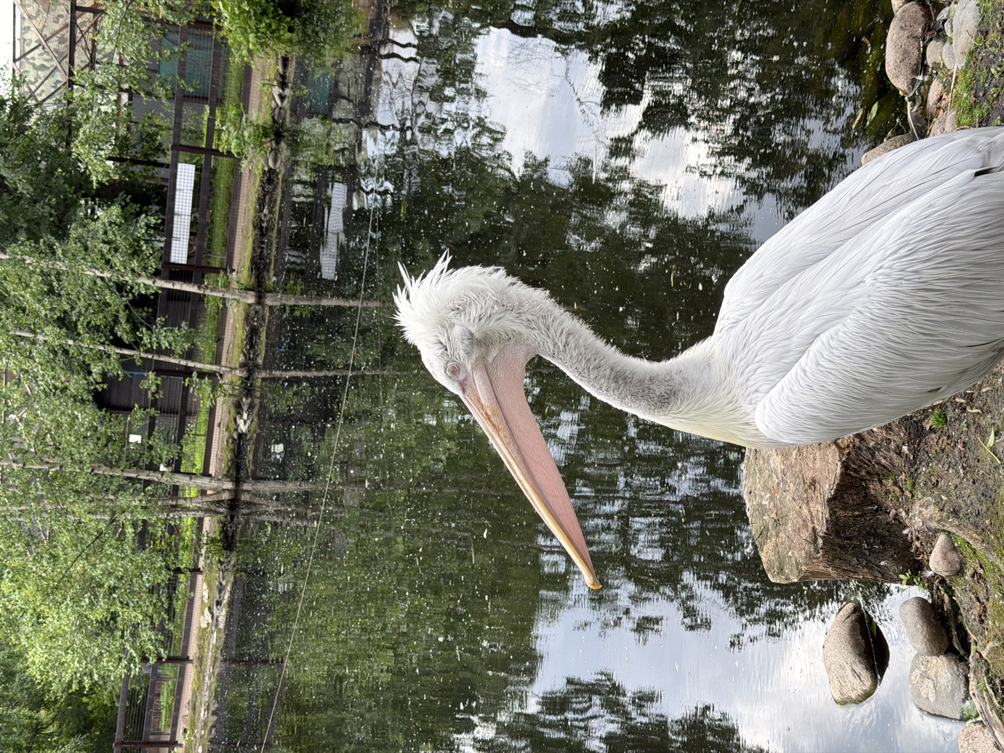 A white pelican with a pink beak is in the foreground, facing left, with its head turned towards the viewer. The pelican is standing on the shore of a pond with dark, reflective water. In the background, there is a wooden fence and lush green trees. The environment appears to be an outdoor enclosure, possibly in a zoo or wildlife park. There are no people visible in the image. The overall scene is naturalistic and calm.