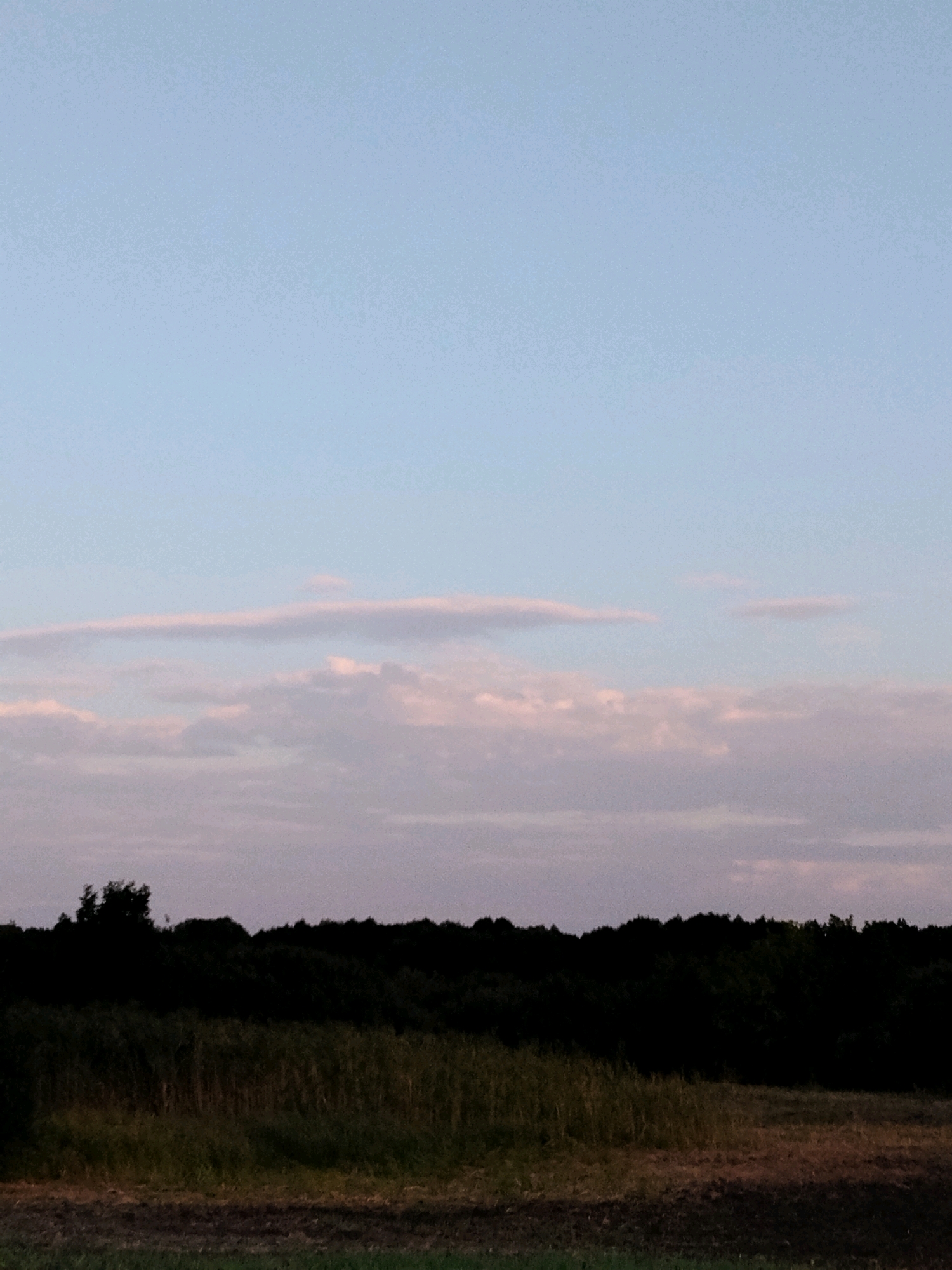 The image shows a landscape scene at dusk in Pidluky, Ukraine. The sky is a pale blue with thin, wispy clouds tinged with pink and purple. Below the sky is a dark silhouette of trees and vegetation, forming a dense treeline. In the foreground, there is a field with dry grasses and some patches of tilled earth, indicating agricultural land. The lighting suggests it is either sunrise or sunset, casting long shadows and muting the colors of the landscape. There are no people or animals visible in the image.