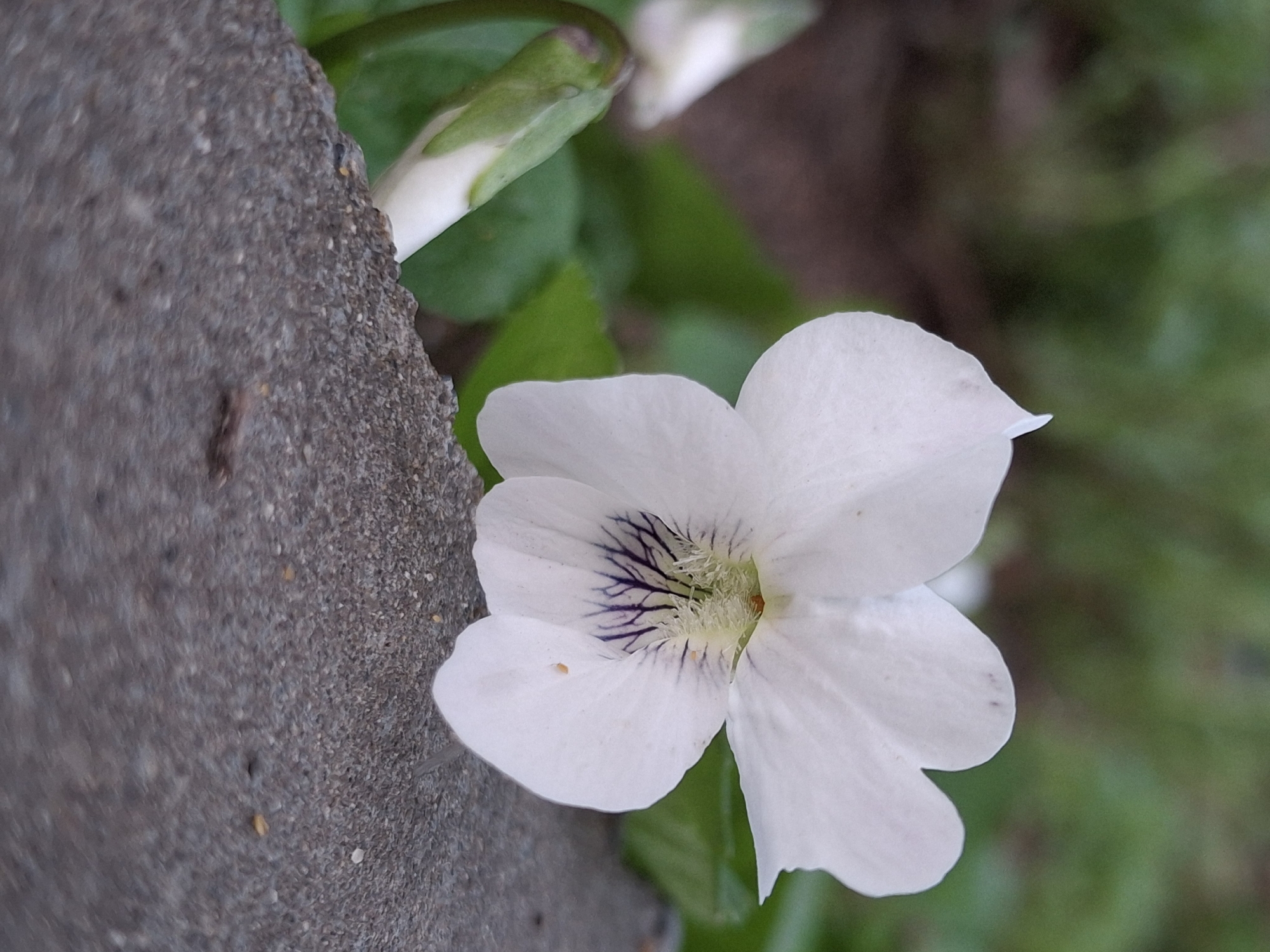 A close-up image shows a white flower with delicate purple veins emanating from its center. The flower appears to be growing next to a rough, gray concrete surface. Green leaves and what seems to be a flower bud are visible in the background. The environment is indistinct, suggesting an outdoor setting, possibly a garden or a natural area. The image could have been taken in Chaikovsky, Russia, but no visual information confirms the location. The primary subject is the flower, which is positioned prominently in the frame, suggesting that it is the focus of the image. There are no people or interactions visible.