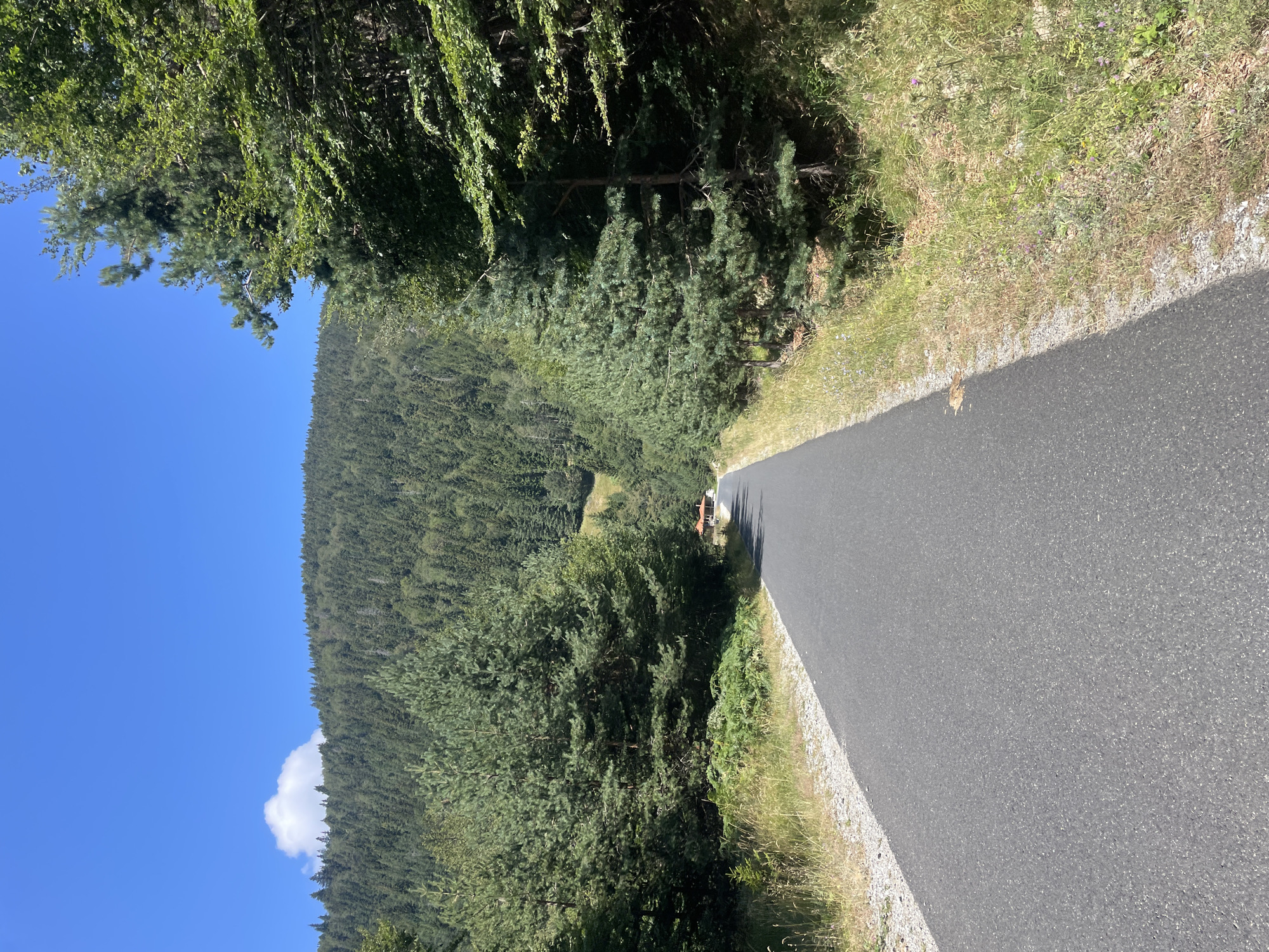 A paved road curves into a densely forested mountain landscape under a clear blue sky. The road, asphalted and in good condition, occupies the foreground and mid-ground, bordered by dry grass and wildflowers on either side. Tall coniferous and deciduous trees line the road, creating a natural canopy that partially shades the scene. In the distance, a cluster of buildings with red roofs is visible nestled amongst the trees on a gentle slope. The background is dominated by a vast, verdant mountain covered in a thick forest. The scene suggests a rural or natural setting, possibly a hiking or cycling path in the vicinity of Bosilkovo, Bulgaria, given the context provided. There are no people or animals visible in the image.