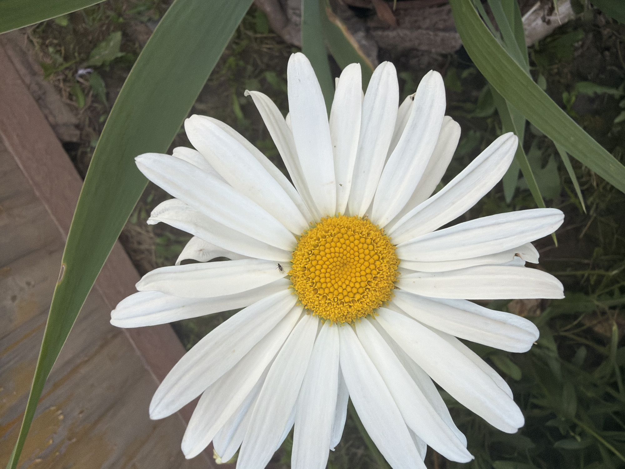 A close-up, eye-level shot captures a vibrant white daisy with a bright yellow center. The flower dominates the frame, its petals fanned out symmetrically. A tiny insect is visible on one of the white petals, and another is on the yellow center. In the background, a wooden fence and green foliage are blurred, suggesting an outdoor garden setting. The lighting is natural and appears to be daylight. The overall scene is serene and focuses on the beauty of the daisy. The provided information states this image is located in the city of Vysokaya Gora, Russia, which is consistent with a garden environment.
