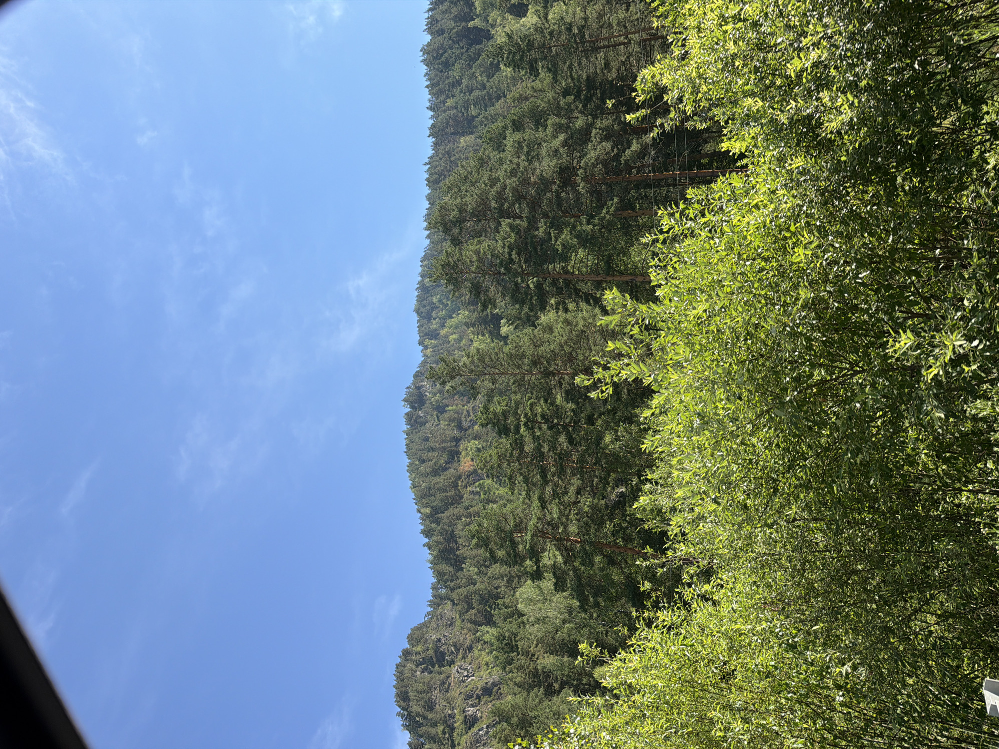 The image depicts a natural landscape with a clear blue sky and sparse white clouds overhead. In the foreground, lush green foliage and bushes fill the lower portion of the frame, suggesting a densely vegetated area. Behind the foreground vegetation, a dense forest of pine trees covers a sloping mountainside. The trees are predominantly dark green, with some lighter green areas indicating different types of trees or variations in light. Rocky outcrops are visible on the upper left side of the mountain, interspersed with the trees. The overall scene conveys a sense of wilderness and natural beauty. The image is a photograph taken outdoors, likely during daylight hours given the bright illumination and clear sky. The absence of any man-made structures or people suggests a remote or natural setting, possibly on the outskirts of a rural area.
