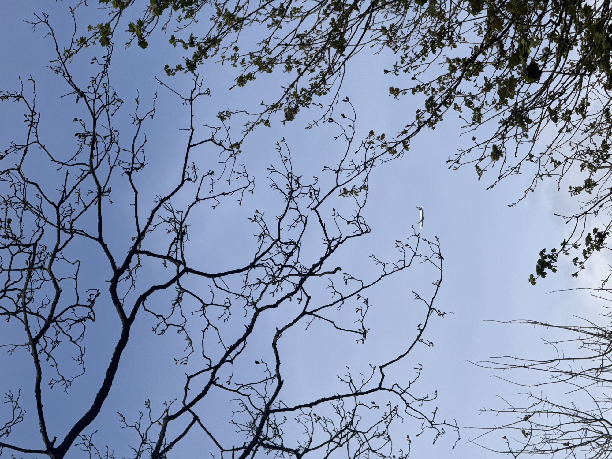 The image depicts a view looking up through tree branches against a light blue sky. Some branches are bare, while others have small green leaves. The location is in an urban environment, possibly Unknown, Unknown. There is a lack of people visible in the image, the objects are branches against the sky, and the environment seems calm, possibly a quiet park or garden. The image shows the tree branches interweaving against the backdrop of the sky.