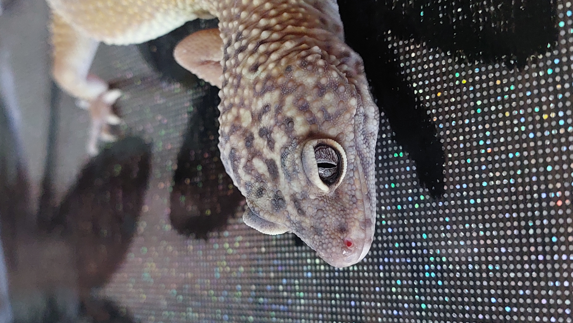 A close-up, side-view, medium shot captures the head and upper body of a leopard gecko resting on a reflective, black surface covered in small, shimmering dots. The gecko's head is turned to the left, with its eye prominently in focus. The eye is dark and slit-pupiled, with intricate, dark gray patterns radiating from the pupil. Its skin is textured, with a base color of light tan or cream, overlaid with irregular gray and brown blotches and speckles, particularly on its head and neck. A small, reddish-pink spot is visible on the gecko's snout, just above its mouth. The gecko's body extends out of the frame to the right, with a hint of a limb visible in the upper right corner. The background is a dark, highly reflective surface that appears to be a fabric or material with an iridescent, glitter-like texture, creating a bokeh effect with small points of colored light. Shadows are cast on the surface, suggesting the gecko is illuminated from above and to the right. The overall impression is of a detailed portrait of a reptile in a textured, somewhat artificial environment.