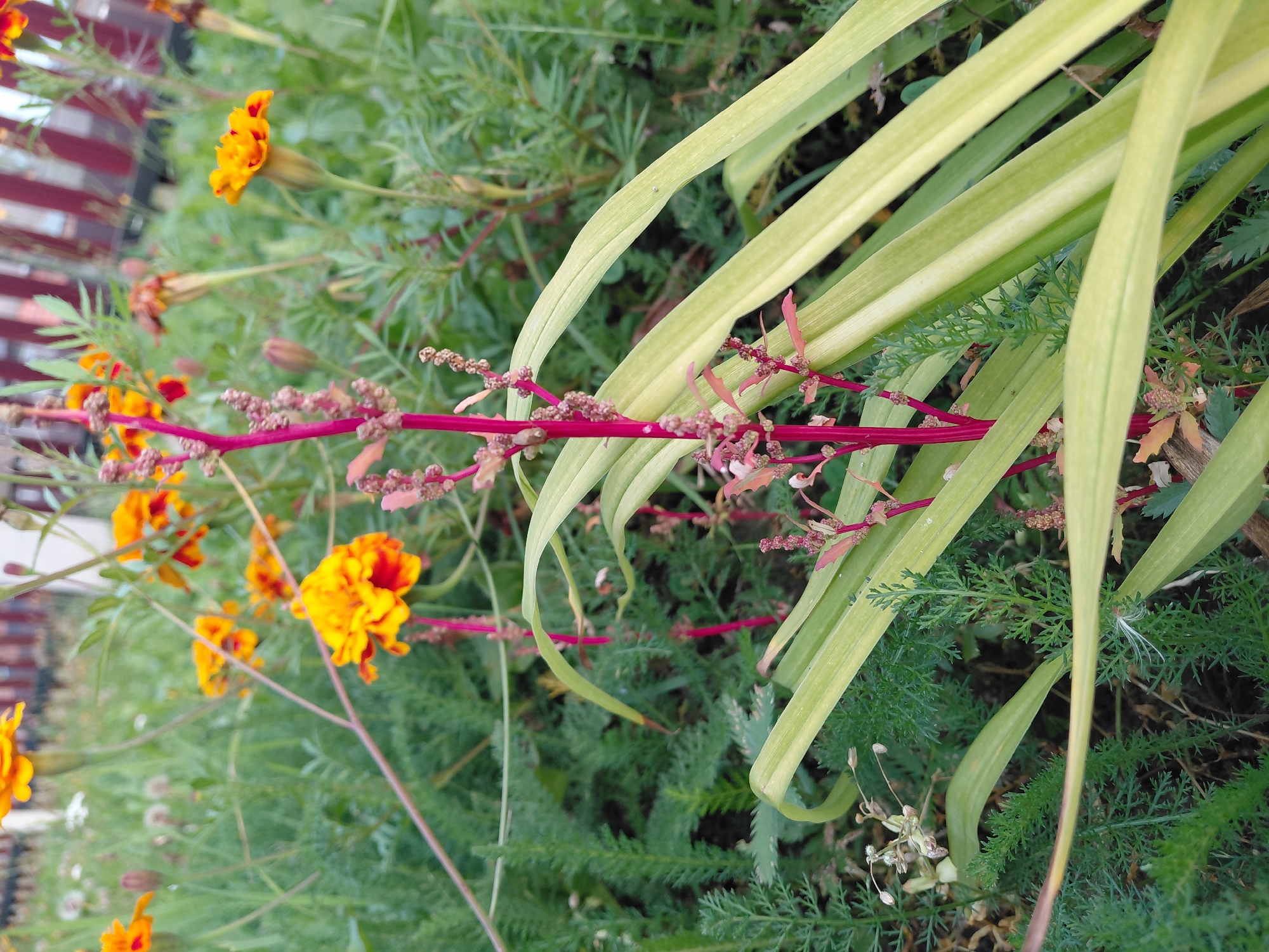 A close-up, low-angle shot depicts a garden scene in Malinovka, Russia. The foreground is dominated by lush green foliage and a vibrant pink plant stalk with small buds. Several bright orange marigolds are scattered throughout the frame, some in focus and others blurred in the background. A reddish wooden fence can be seen in the upper right corner, suggesting the garden is adjacent to a property. The overall impression is one of a natural, outdoor setting in bloom.