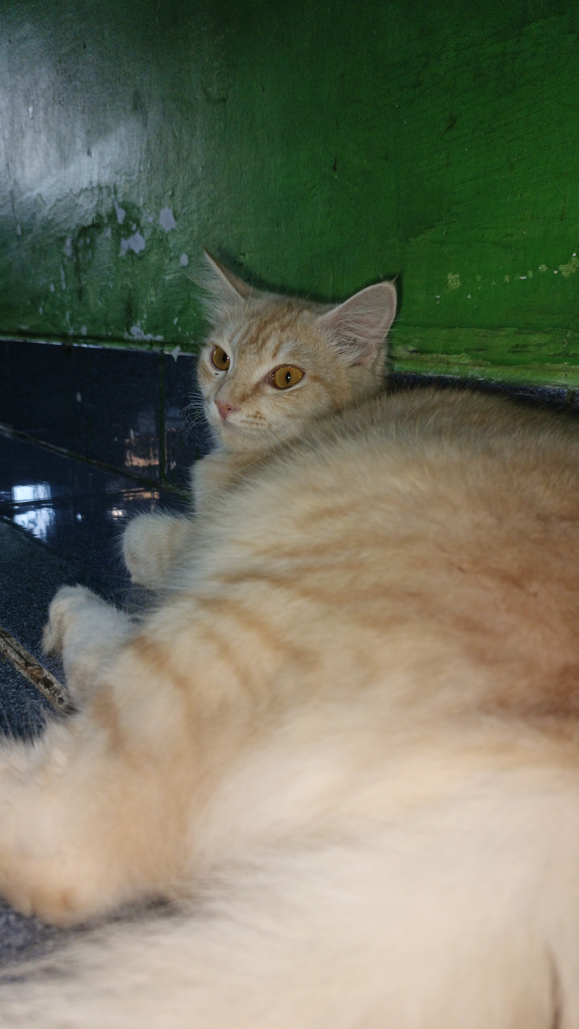 In Santing, Indonesia, an orange tabby cat with large, luminous yellow eyes is lying down on a dark, tiled floor. The cat is positioned with its body facing towards the right of the frame, while its head is turned to the left, looking off into the distance. The background is dominated by a vibrant green wall, which appears slightly distressed with peeling paint in some areas. The lighting suggests an indoor setting, possibly a room or a covered outdoor space, with reflections visible on the polished floor tiles. The cat's fur is fluffy and appears to be of medium length.