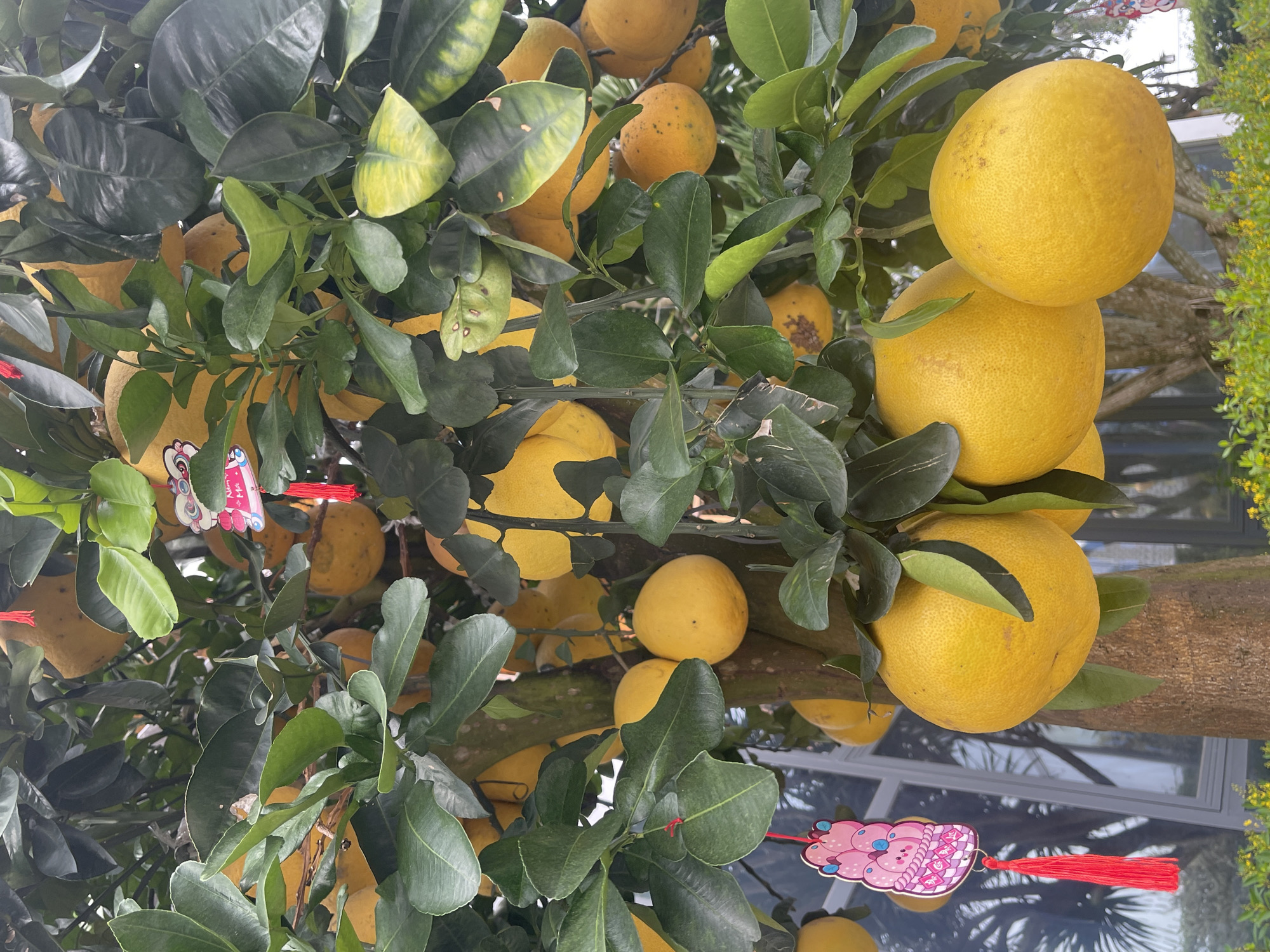The image shows a citrus tree laden with large, yellow pomelos, densely packed among green leaves. A pink and white decorative ornament with a red tassel hangs on the tree. The background appears to be a reflection of a building with windows, possibly indicating the tree is near a building or in an urban area. Based on the prompt, the location is Phú Quốc, Vietnam.