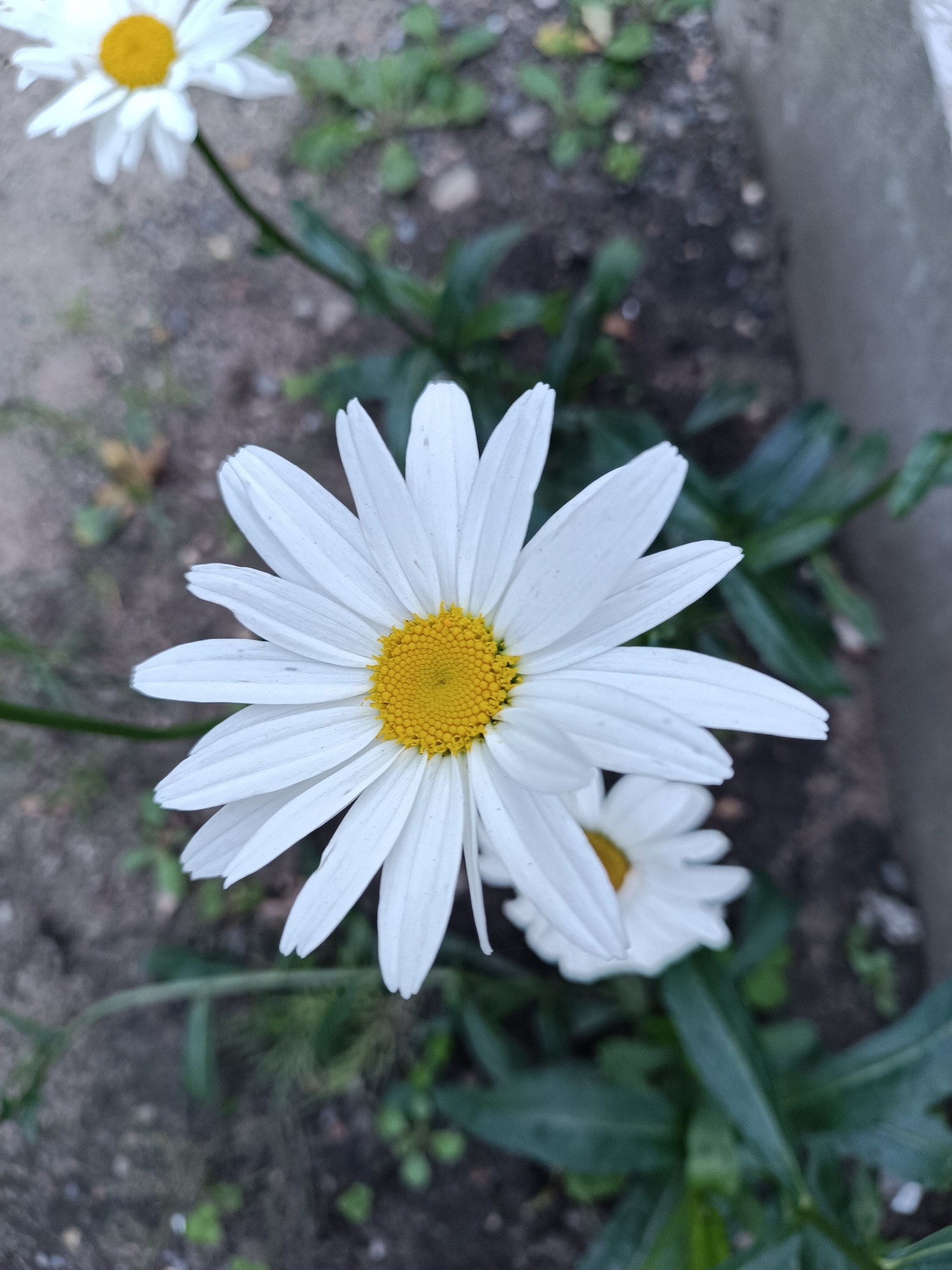 This is a close-up, top-down shot of two white daisies with yellow centers. The larger daisy is in the foreground, angled slightly to the left, with its petals fanning out. A second, smaller daisy is visible in the background, also white with a yellow center. The flowers are surrounded by dark soil and green foliage. A light grey concrete structure is present on the right side of the frame. The scene appears to be outdoors, possibly in a garden or park. The image does not contain any people or evidence of activity. The location is specified as Bykovo, Russia.