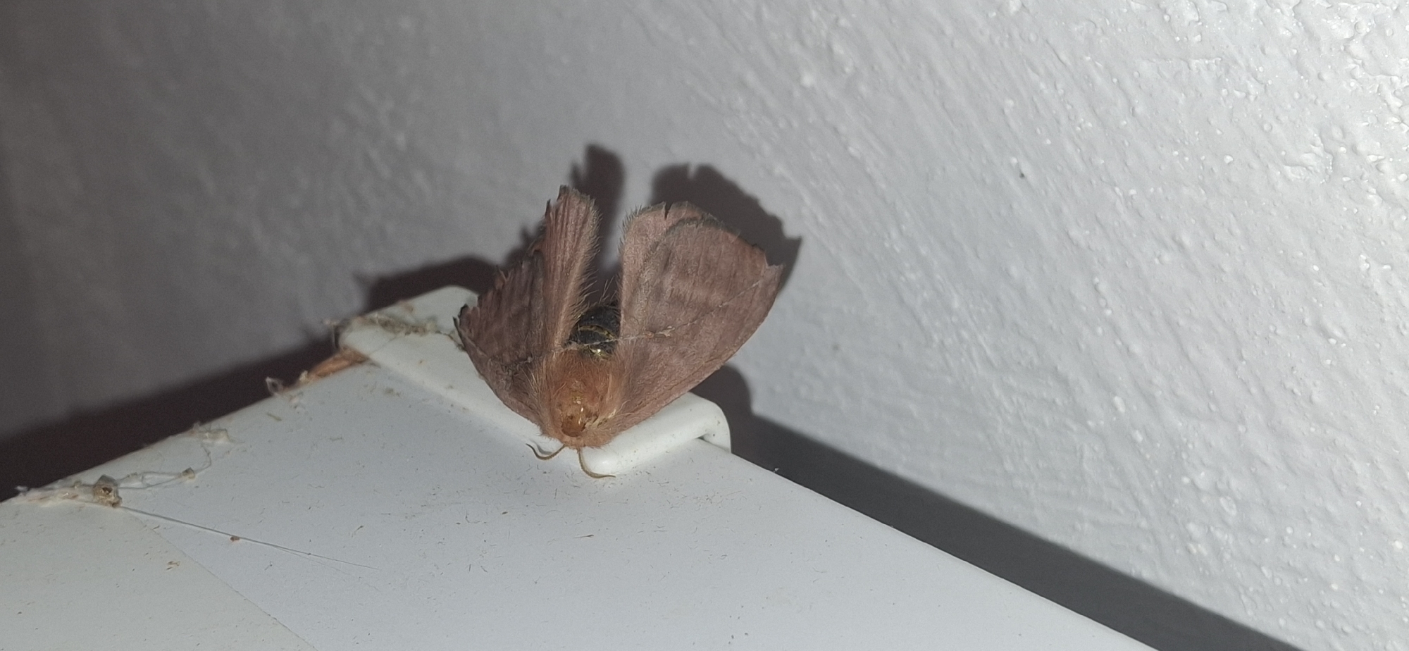 A moth, reddish-brown in color with fuzzy wings, is perched on a white, possibly plastic, ledge or corner of a piece of furniture. The background consists of a plain, lightly textured white wall. Debris and what appears to be cobwebs are visible on the ledge's surface. The moth is casting a shadow on the wall. The image does not provide sufficient information to determine the location as Vallecito, Venezuela. There is no forensic data available from this image. No people, subjects, objects, actions, or interactions, are discernible beyond what has been mentioned.