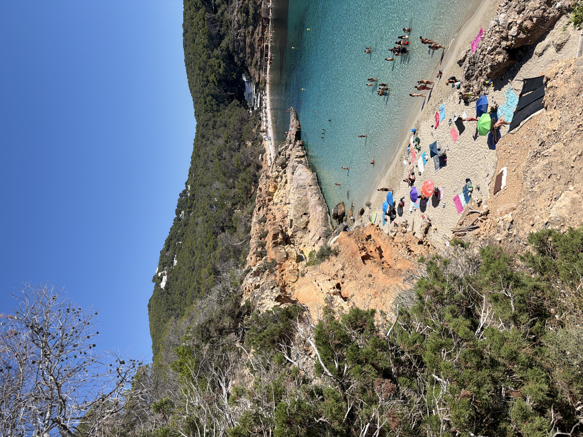 The image depicts Cala Comte beach in Sant Antoni de Portmany, Spain. It is a sunny day with a clear blue sky. The foreground features rugged, rocky terrain covered in sparse green vegetation. A large section of dried, bare branches from a tree hangs into the frame on the left.
The middle ground reveals a sandy beach populated with numerous people sunbathing, swimming, and relaxing under colorful umbrellas. The water is crystal clear and turquoise, with gentle waves lapping at the shore. Several individuals are visible in the water, some wading and others swimming. Beach towels and umbrellas are scattered across the sand, indicating a busy scene.
In the background, a lush green hillside rises steeply, dotted with white buildings. The coastline curves around a bay, with more people visible on a rocky outcrop jutting into the sea. The overall atmosphere is one of a vibrant, popular beach destination.