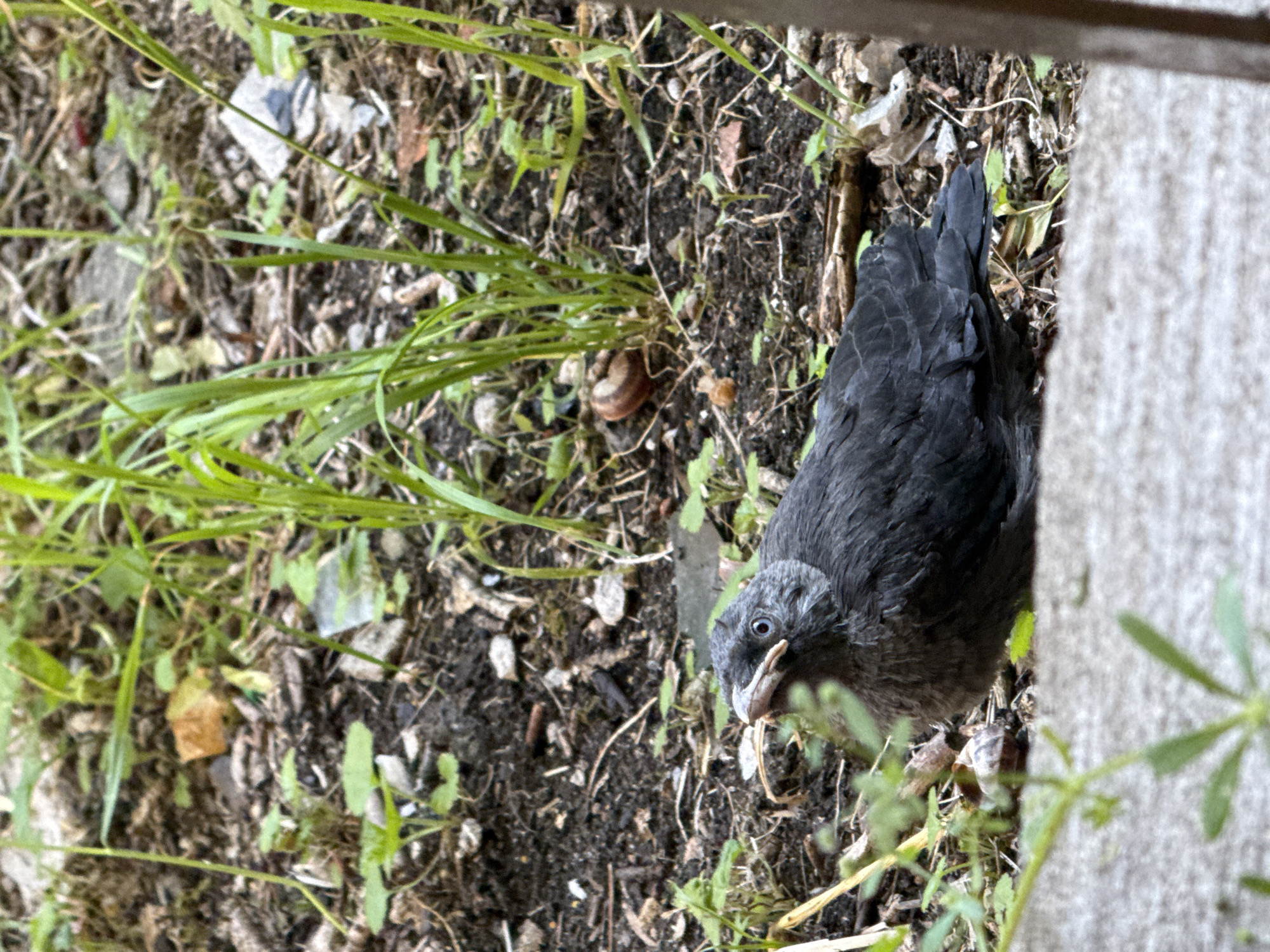 A juvenile jackdaw is perched on the ground amidst dirt, grass, and debris. The bird is dark gray with a distinctive pale beak and blue-grey eyes. It is looking towards the camera with its head slightly tilted. In the background, there is green grass, brown soil, and scattered pieces of organic matter and possibly some litter. A snail shell is visible to the right of the bird. The foreground features a rough, textured surface, possibly concrete, with some greenery. The overall scene suggests an outdoor, naturalistic environment, possibly within a garden or park.