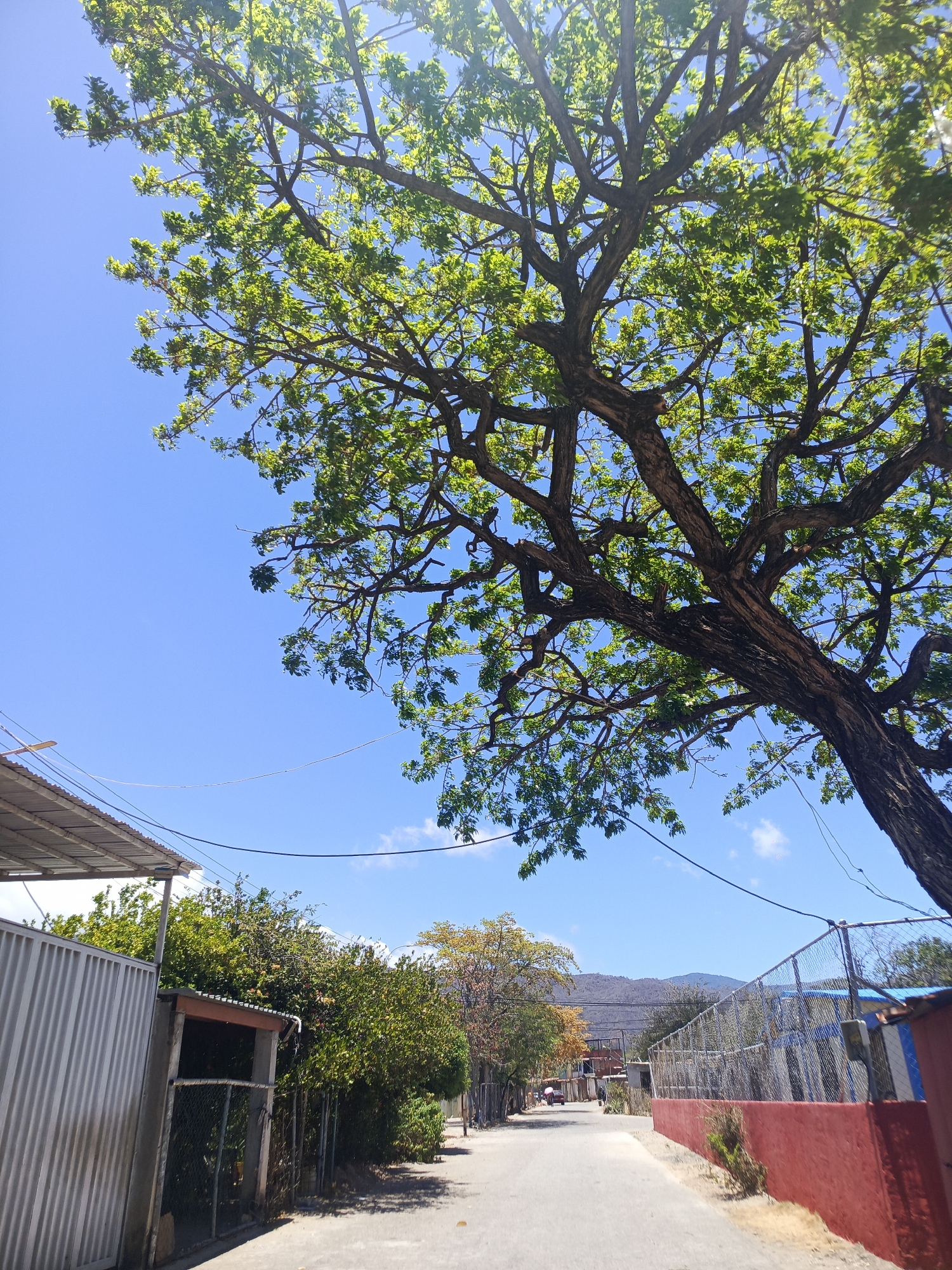 This image captures a sunlit street scene, likely in a residential or semi-rural area, under a clear blue sky. A large, mature tree with a thick trunk and numerous branches covered in bright green leaves dominates the upper right and central part of the frame, its foliage appearing luminous against the bright sky.
The perspective looks down a narrow, paved road that stretches into the distance. On the left side, a corrugated metal fence or wall runs alongside the road, leading to a simple building with a corrugated metal roof. Beyond this, a line of dense green shrubs and smaller trees grows. On the right, the road is bordered by a low, red-painted wall topped with a chain-link fence, behind which indistinct properties are visible. Utility wires are strung across the sky, connecting unseen poles.
In the far distance along the road, a small red vehicle and possibly one or two figures are discernible, suggesting light activity. The background features rolling hills or mountains under the bright, mostly cloudless sky, with a few wispy white clouds. The strong sunlight and clear conditions indicate it is daytime, likely mid-morning to afternoon. The general environment suggests a location in a tropical or subtropical region, consistent with Juan Griego, Venezuela. There is no visible text in the image.