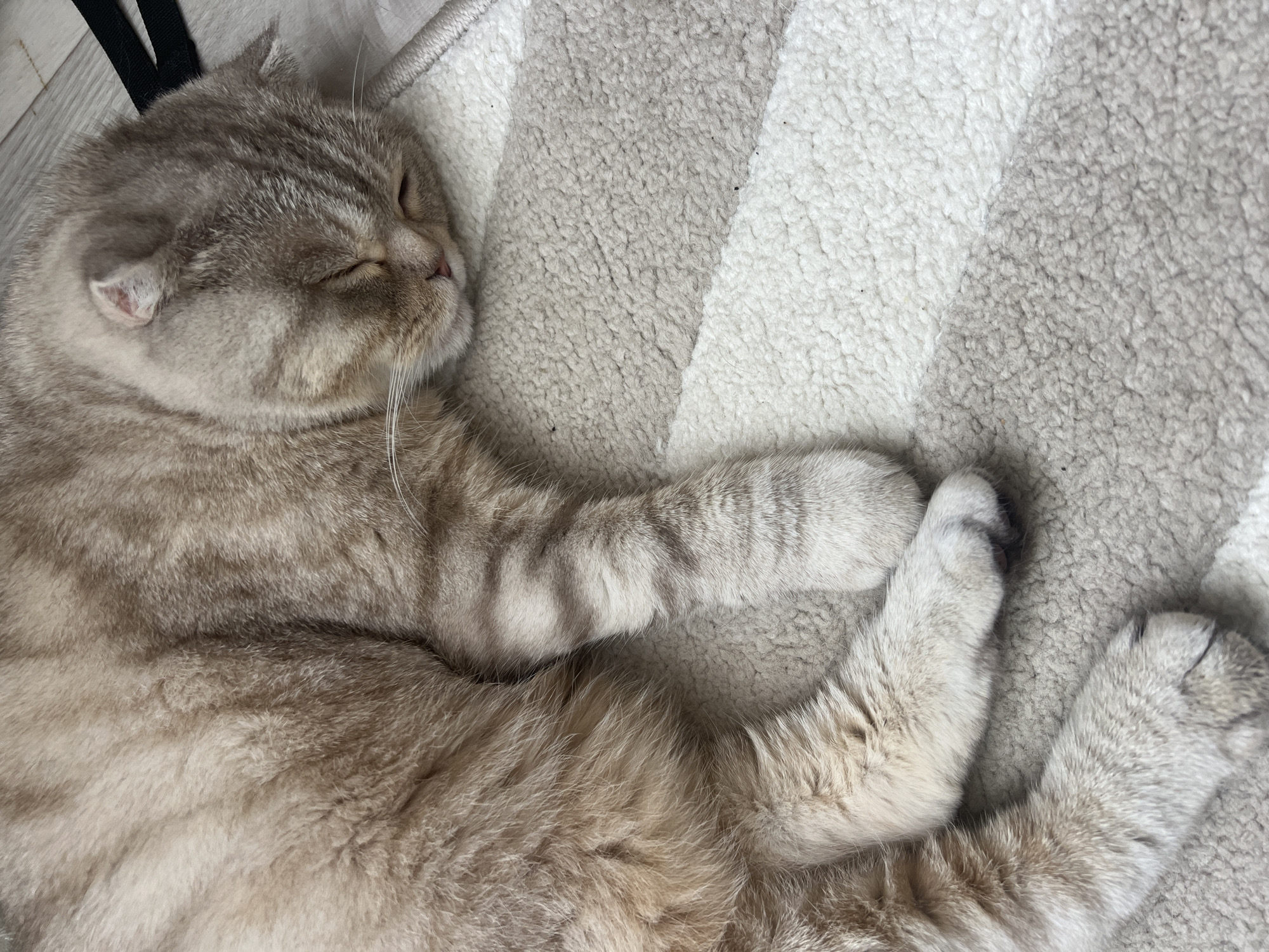 An domestic cat is observed sleeping on a striped rug in Chaikovsky, Russia. The feline, identified as a Scottish Fold with light brown and beige tabby fur, lies on its side with eyes closed, indicating a state of rest. Its body occupies the majority of the frame, extending from the upper left to the lower right. The rug features alternating diagonal stripes of light gray and off-white, characterized by a shaggy texture. In the upper right corner, a segment of light-colored wooden flooring is visible, adjacent to which lies a black strap-like object. Small dark specks are present on the rug's surface. No other subjects or interactions are evident.