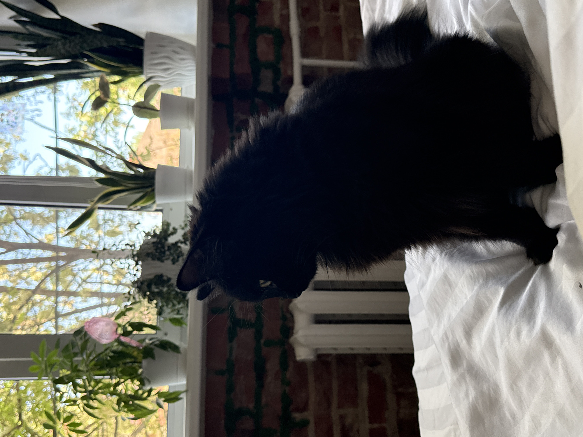 A black cat is perched on a white striped bedsheet. Behind the cat is a radiator, a red brick wall partially covered with green vines, and a window. The window reveals a view of trees, plants, and a pink flower on a windowsill. The location cannot be determined from the image provided.