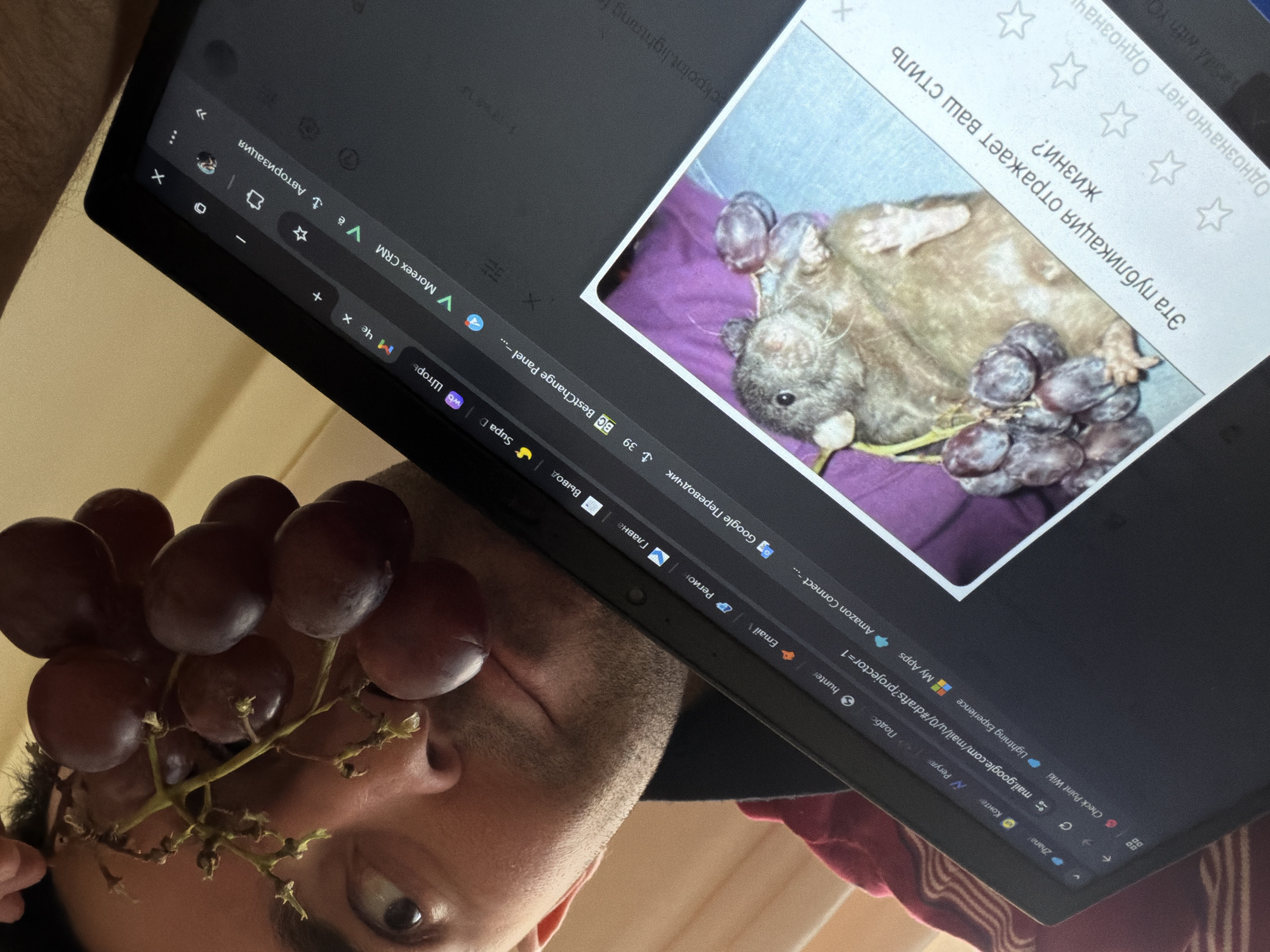 A low-angle close-up shot shows a person looking up at an open laptop screen, while playfully holding a bunch of dark red grapes on their forehead. The person, a male with short dark hair and stubble, has a neutral or slightly amused expression.
The laptop screen displays a web browser with numerous tabs open, showing both Cyrillic and Latin text. Prominently featured on the screen is an image of a light-brown, hairless or sparsely-haired rodent (possibly a guinea pig) lying on its back on a purple blanket, also surrounded by several dark grapes. Above this image, text in Russian reads: "Эта публикация отражает ваш стиль жизни?" (Does this publication reflect your lifestyle?). Below this question, partially visible text says "Однозначно нет Однознач" (Absolutely not Absolutely...), suggesting a response option or rating.
Visible browser tabs include "Авторизация" (Authorization), "Шторь", "Supa D", "Вывод" (Output), "Главна" (Main/Home), "Регион" (Region), "Google Переводчик" (Google Translate), "BestChange Panel", "Moreex CRM", "Check Point Wiki", "Lightning Experience", "My Apps", "Amazon Connect", "hunter", and "Email". A Gmail drafts URL is also visible. The scene is indoors, with general indoor lighting. The overall mood is humorous and self-referential, connecting the person's real-life grape prop with the image on the screen and the accompanying question about lifestyle. The predominantly Russian text visible on the screen aligns with the context of Krasnoyarsk, Russia.