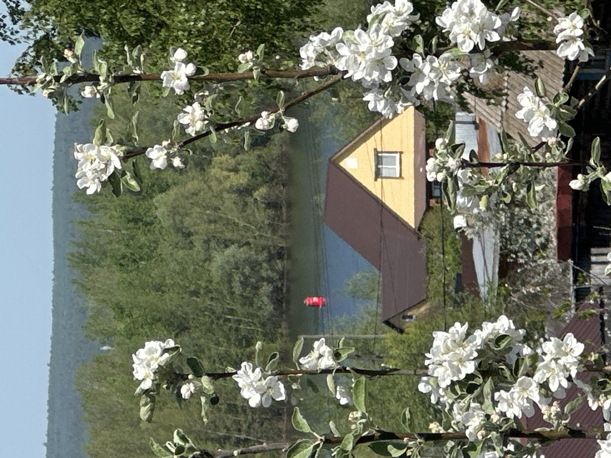 The image shows a view framed by branches of a blossoming tree with white flowers. Behind the branches, there is a yellow house with a brown roof. A body of water, potentially a river or lake, is visible beyond the house. Trees line the water's edge. In the water, there is a red object, likely a boat or marker. Other buildings are partially visible on the right side of the image. The location is plausibly the city of Chaikovsky, Russia, given the typical architectural style of the houses and the presence of a water body. The scene is illuminated by sunlight, suggesting it is daytime.