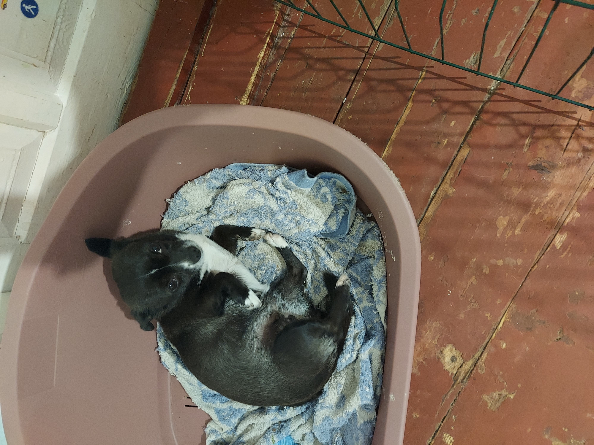 A black and white chihuahua puppy is curled up on a blue and white towel inside a pink plastic dog bed. The dog bed is placed on a wooden floor with red paint. The floorboards are weathered and have some debris on them. A green wire structure is visible on the right side of the image, casting a shadow on the floor. In the background, a white wall with some trim is visible, along with a small blue and white circular sticker with a pictogram of a person walking.