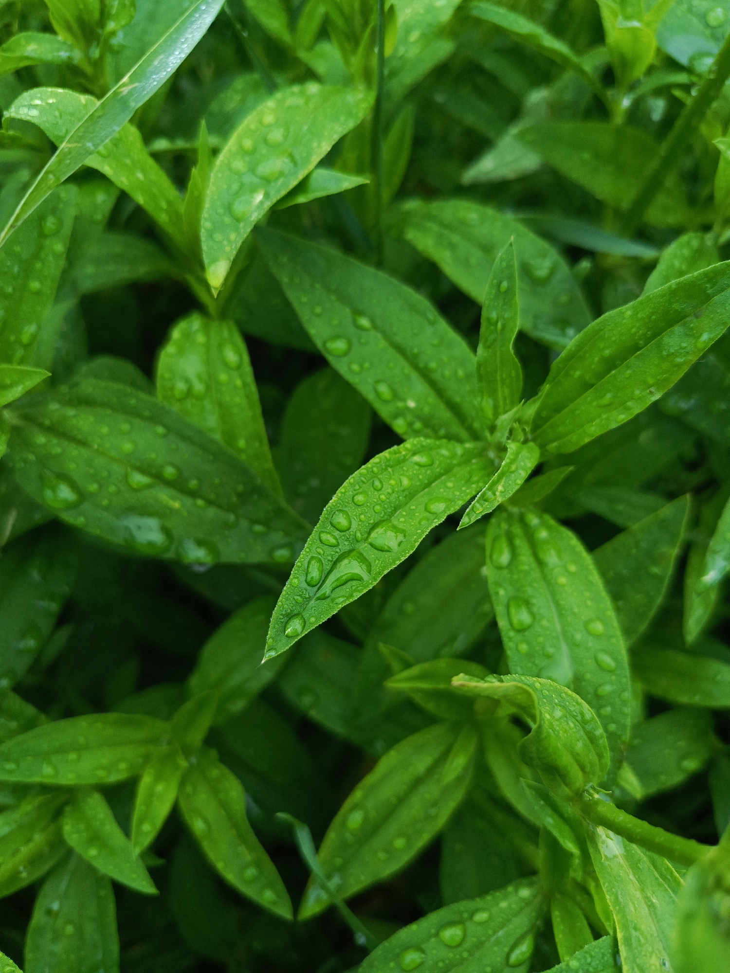 The image displays a close-up view of lush green foliage, likely from a garden or park, adorned with numerous water droplets. The leaves are a vibrant green, with some exhibiting a slightly darker hue, suggesting they are wet. The water droplets vary in size, creating a textured surface on the leaves. The background is a blur of more green foliage, indicating a densely planted area. The lighting appears to be natural, possibly overcast or after rain, as there are no harsh shadows. The image composition is top-down, focusing on the intricate details of the leaves and water. The scene appears to be a serene and natural setting. The image does not depict any people, animals, or man-made structures, and no specific location in Chaikovsky, Russia, can be identified from the visual information provided.