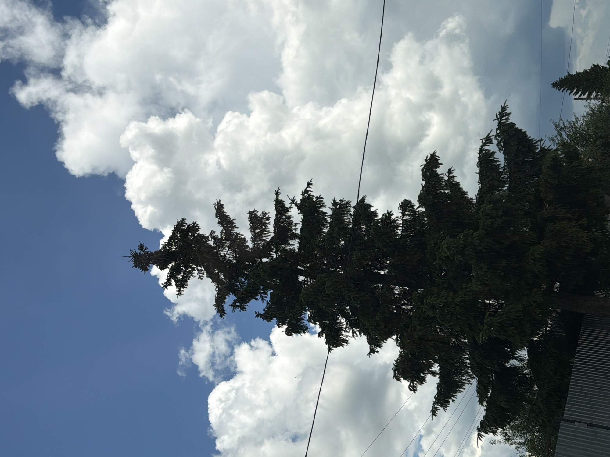 A dark green coniferous tree dominates the center of the image, silhouetted against a bright blue sky filled with large, fluffy white clouds. The tree's branches are dense and full, tapering towards a pointed top. Two dark wires are visible stretching horizontally across the frame, intersecting the tree. In the lower left corner, a section of a gray corrugated metal fence runs horizontally. To the right of the main tree, a smaller, darker coniferous tree is visible in the distance. The scene appears to be outdoors in a semi-urban or suburban environment, possibly in the city of Mezhevoy, Russia, given the presence of overhead wires and fencing. The lighting suggests it is daytime, with bright sunlight illuminating the clouds.
