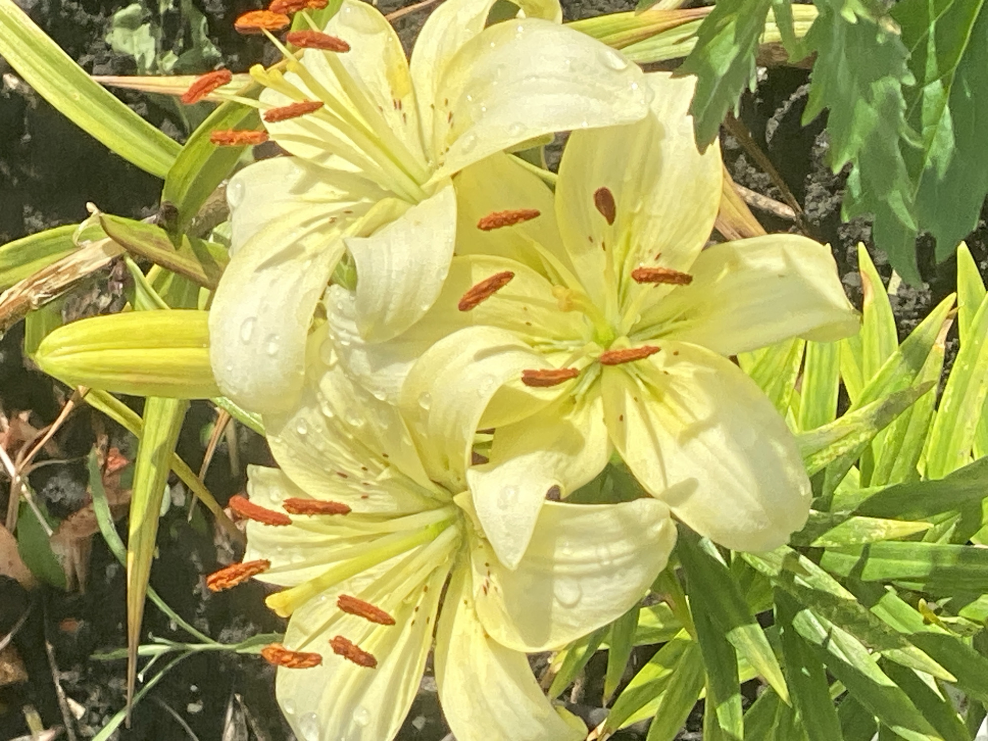 The image is a close-up photograph of a cluster of pale yellow lilies with orange anthers. The lilies are in bloom, with some water droplets visible on their petals, suggesting recent rain or dew. Green leaves and stems surround the flowers, and the ground beneath appears to be dark soil with some scattered dried leaves. The lighting suggests it is daytime, possibly morning or late afternoon due to the dappled sunlight. No specific location in Novokuznetsk, Russia, can be determined from the image alone.