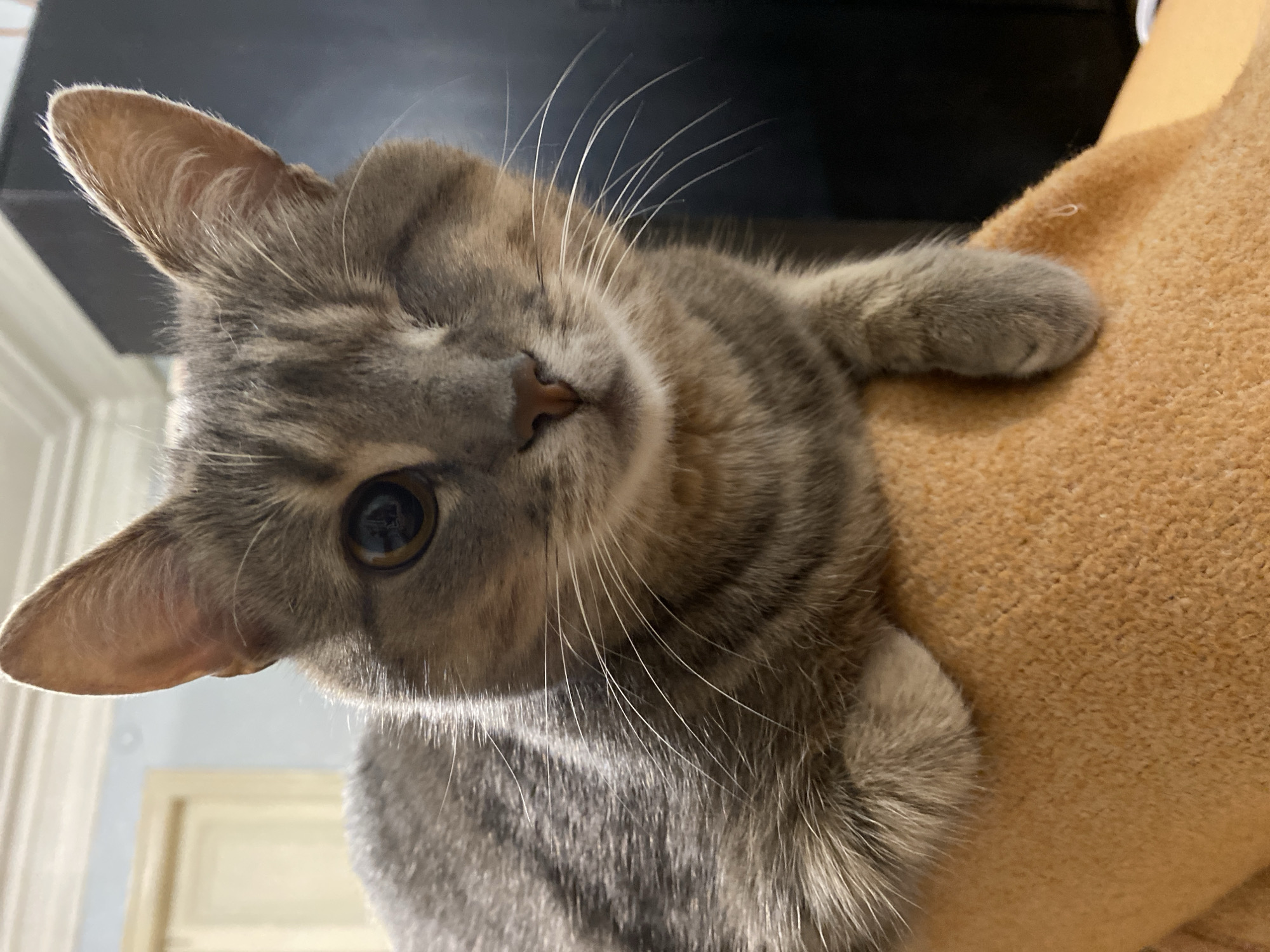A medium shot of a one-eyed tabby cat is captured in a vertical, eye-level perspective. The cat, with fur exhibiting shades of gray and brown stripes, rests its front paws on a textured, orange surface, possibly a cushion or blanket. Its left eye is open, a dark pupil with a reflective brown iris, while the right eye is closed, giving the impression of a wink. The cat's ears are perked, and its whiskers are prominent. The background is blurred, with hints of furniture and a doorway suggesting an indoor setting. The lighting appears to be artificial, casting a soft glow on the cat's face. The location is unspecified.