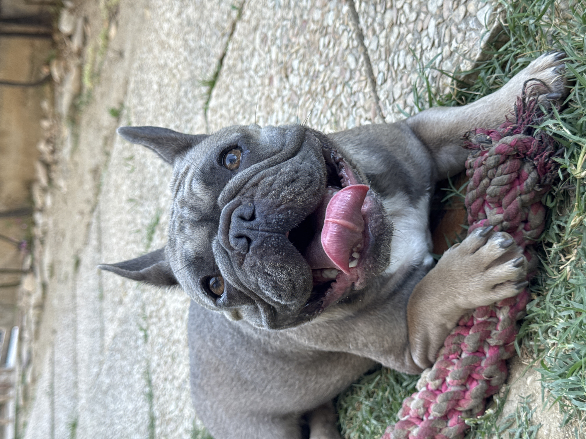 A grey French Bulldog puppy is lying on its back on a stone patio with some grass. The puppy is holding a pink and grey rope toy with its paws. Its tongue is hanging out, and its mouth is open, giving it a happy and playful expression. The puppy has large, expressive brown eyes. The scene appears to be outdoors during the daytime, with natural light illuminating the dog and its surroundings. The stone patio suggests a backyard or garden setting. The puppy's playful pose and toy indicate it is engaged in play. There is no visible text in the image.