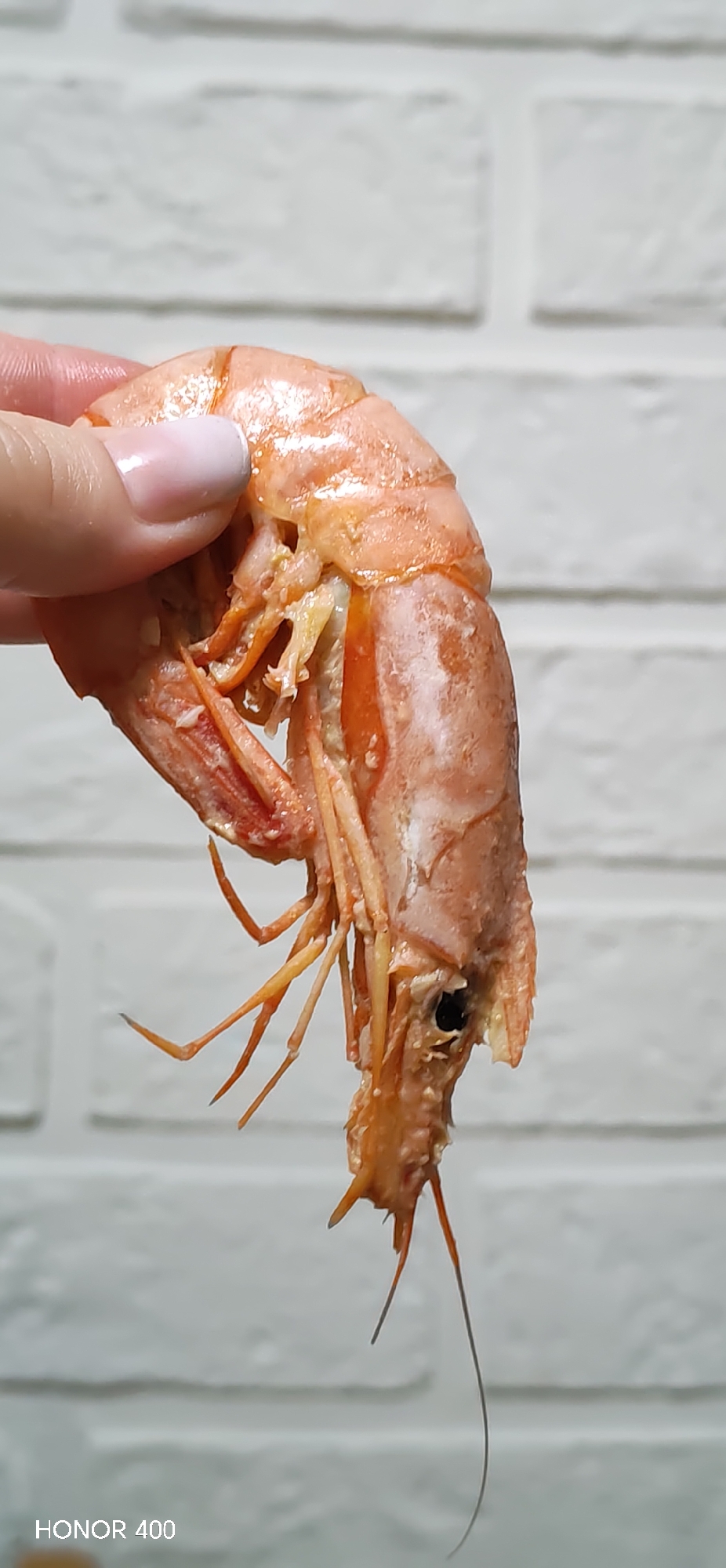 The scene is set indoors against a light-colored, possibly white, brick-patterned wall, likely in a residential kitchen or dining area in the city of Noviy, Russia. A human hand, appearing to be that of an adult female based on the manicured, light pink-polished fingernail visible on the thumb or index finger, is holding a single, cooked shrimp. The shrimp is reddish-orange in color, indicative of being cooked, and is positioned vertically, head-down. Its carapace appears partially damaged or peeled near the head, exposing some internal white and orange tissues. Visible anatomical features include legs, antennae, and an eye socket. The bottom left of the image contains a "HONOR 400" watermark.