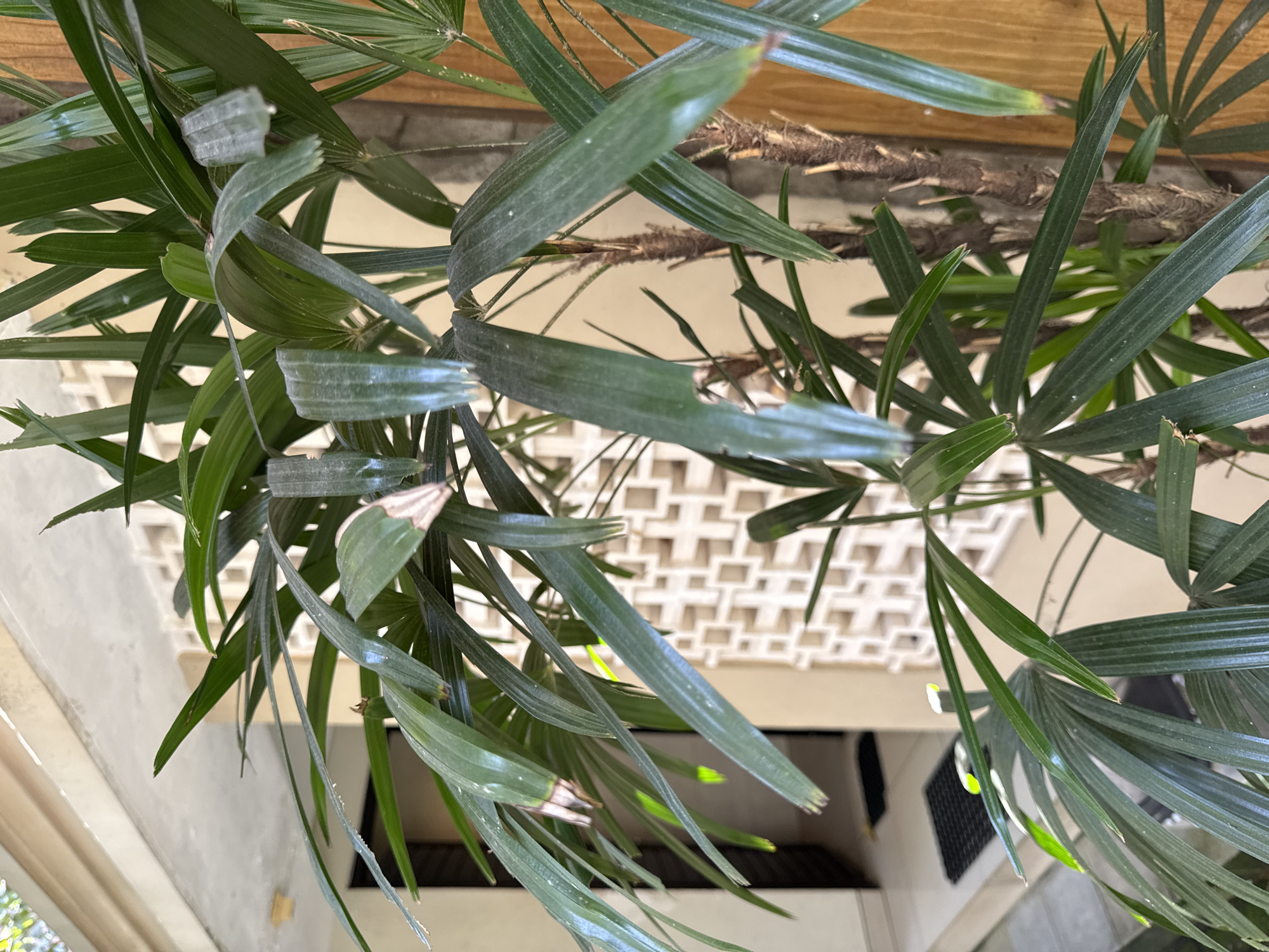 The image shows a close-up, upward view of green foliage, specifically the leaves of a plant, potentially a palm or palmlike species, possibly in a planter or hanging container. The leaves are slender and linear, radiating outwards in a fanlike manner. Behind the foliage, a white, geometric, latticework structure is visible, suggesting a wall or architectural element. Beneath this structure, there is a glimpse of a doorway or opening, with darker tones visible inside. The plant is located in Kuta Selatan, Indonesia.