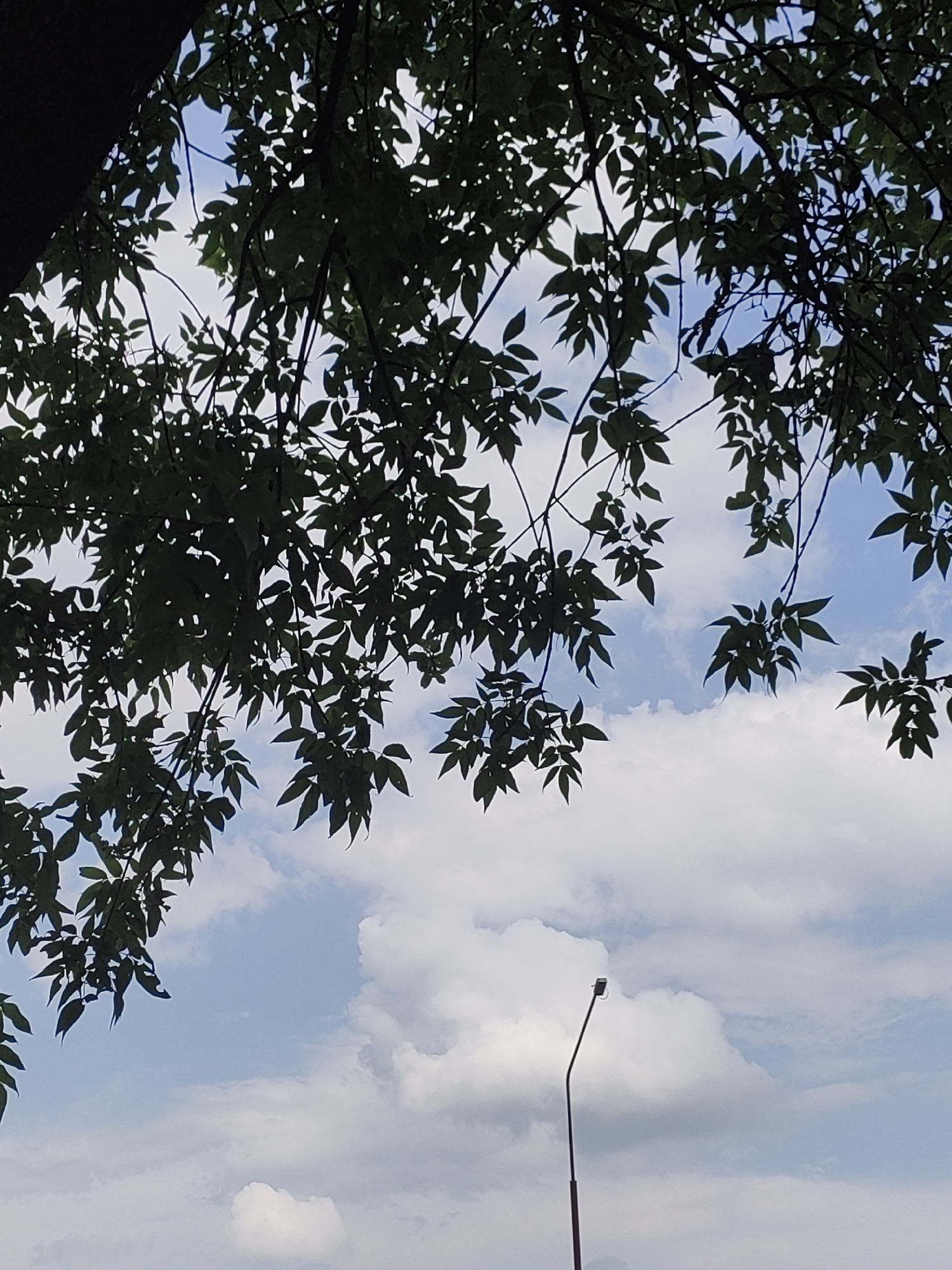 The image shows a view looking upwards through the branches of a leafy tree towards a partly cloudy blue sky. A single lamppost with a dark, thin pole and a rectangular light fixture at its top is visible in the lower right quadrant of the image, extending upwards into the sky. The scene is likely a public space in Hrodna, Belarus, given the context, possibly a park or a street. There are no people visible in the image.