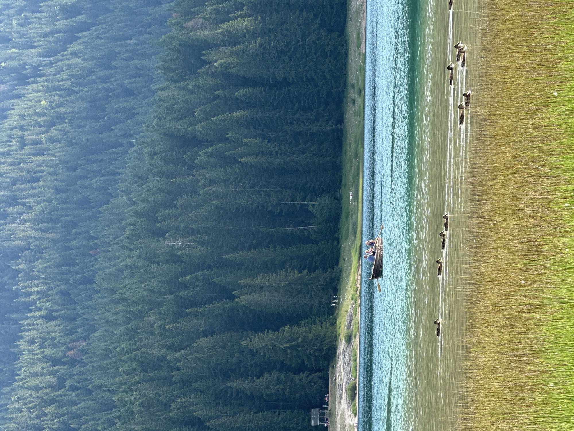 The image depicts a scenic view of Black Lake (Crno Jezero) in the Durmitor National Park, near Žabljak, Montenegro. The foreground is dominated by tall, dry reeds with some green grass at the bottom edge, partially obscuring a body of calm, shallow water. Several ducks are visible swimming in a line in this shallow area, moving from left to right.
Further out, the lake transitions to a clear turquoise color, with ripples on its surface. In the middle of the lake, a small wooden rowboat carries four people who appear to be rowing. The lake is bordered by a grassy shore, with a few scattered trees and a small, rustic building with a dark roof, possibly a shelter or cafe, situated on the left side of the image. Further in the background, the steep, densely forested slopes of Durmitor mountain rise up, covered in a thick expanse of dark green coniferous trees. The lighting suggests it is daytime, with the sun casting a gentle light on the scene, creating a serene atmosphere.