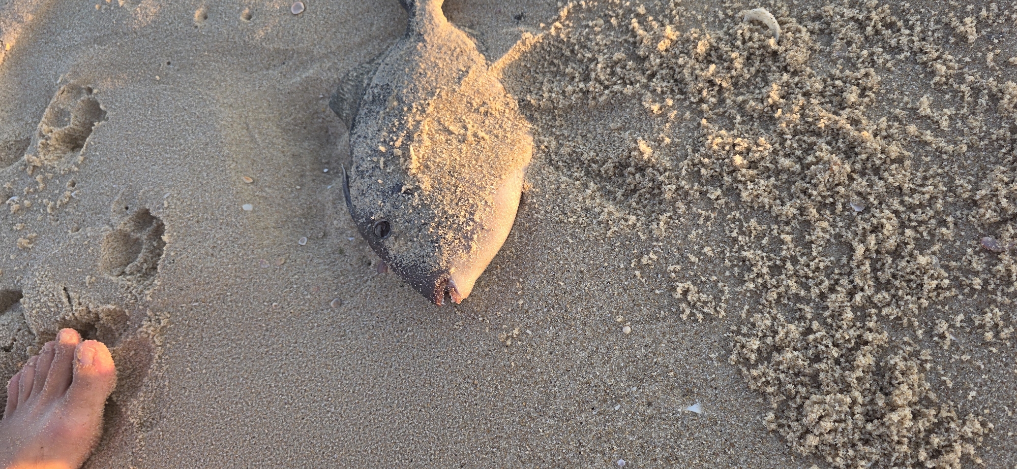 A close-up, high-angle shot shows a dead fish partially covered in sand on a sandy beach. The fish is lying on its side, with its head facing left and its mouth slightly open. Its scales are visible, and some sand is adhering to its body. In the upper left corner of the image, a person's bare foot is visible, with toes digging into the sand. The sand itself appears fine-grained and speckled with small shells and debris. The lighting suggests it is either early morning or late afternoon, casting warm shadows across the scene. The location is identified as Hof Ashkelon Regional Council, Israel.