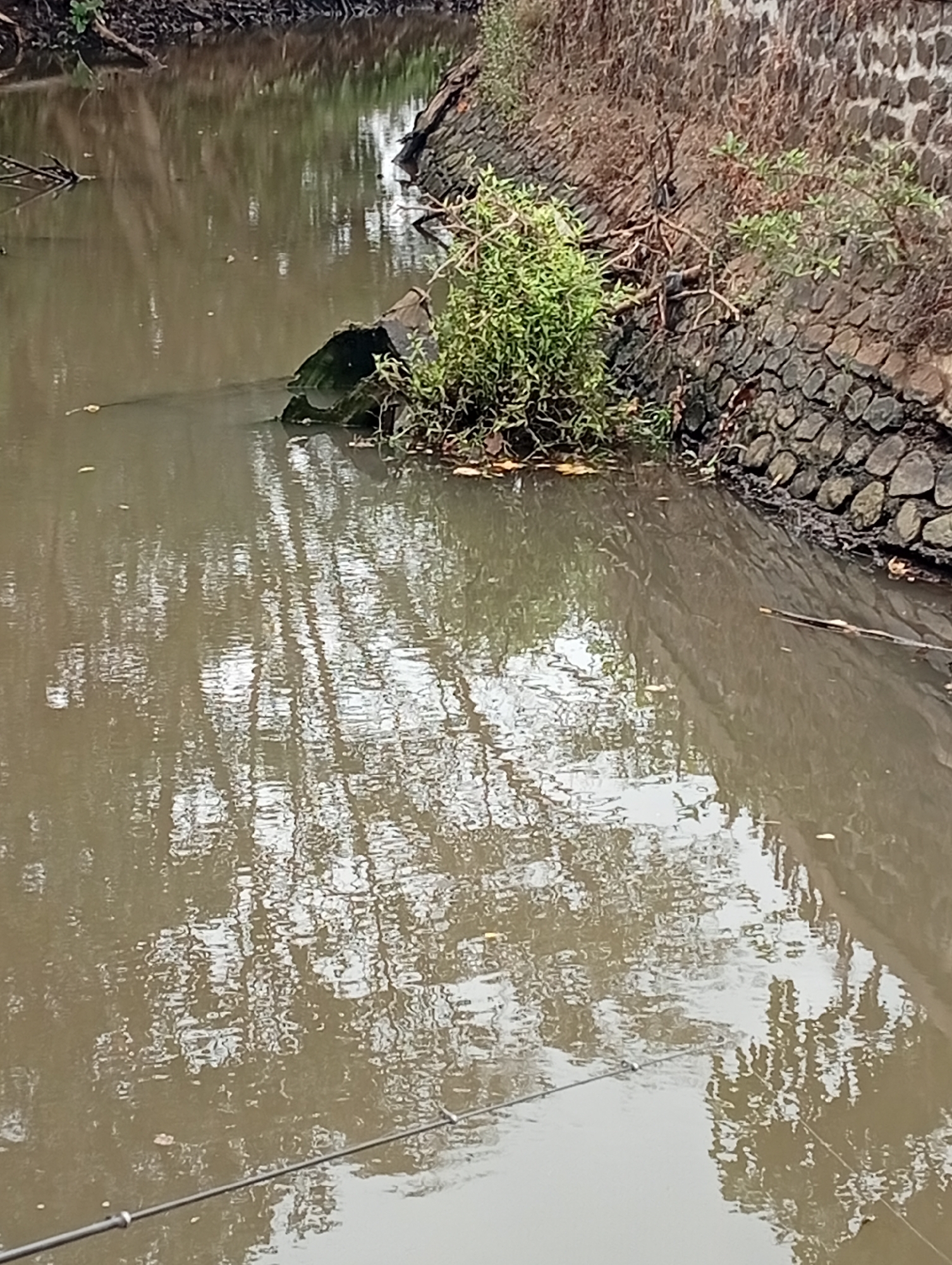 A body of murky brown water is shown, reflecting the trees and the sky. The water is contained by a stone wall on the right bank, which appears to be part of a built structure. Vegetation, including green bushes and dry grass, grows along the edge of the wall. A small, dark object, possibly a pipe or drain, is partially submerged in the water near the bank, with green algae growing on it. Several small, dark leaves are scattered on the surface of the water. A thin, dark line, possibly a fishing line or a thin branch, runs horizontally across the lower portion of the image, partially submerged. The overall scene suggests a natural or semi-natural waterway within an urban or semi-urban environment, possibly a canal or a drainage ditch.