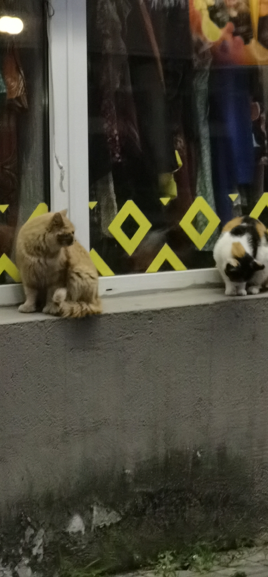Two cats are visible on a ledge in front of a shop window. The cat on the left is an orange tabby with long fur, sitting and looking to its right. The cat on the right is calico, with white, black, and orange patches, and it is facing away from the camera, appearing to be grooming itself. The shop window displays various clothing items, and a yellow diamond pattern is visible on the glass. The ledge is a concrete surface, and below it is a textured concrete wall. The environment appears to be outdoors in a city setting, possibly in Homyel, Belarus, given the context. The lighting suggests it may be evening or overcast.