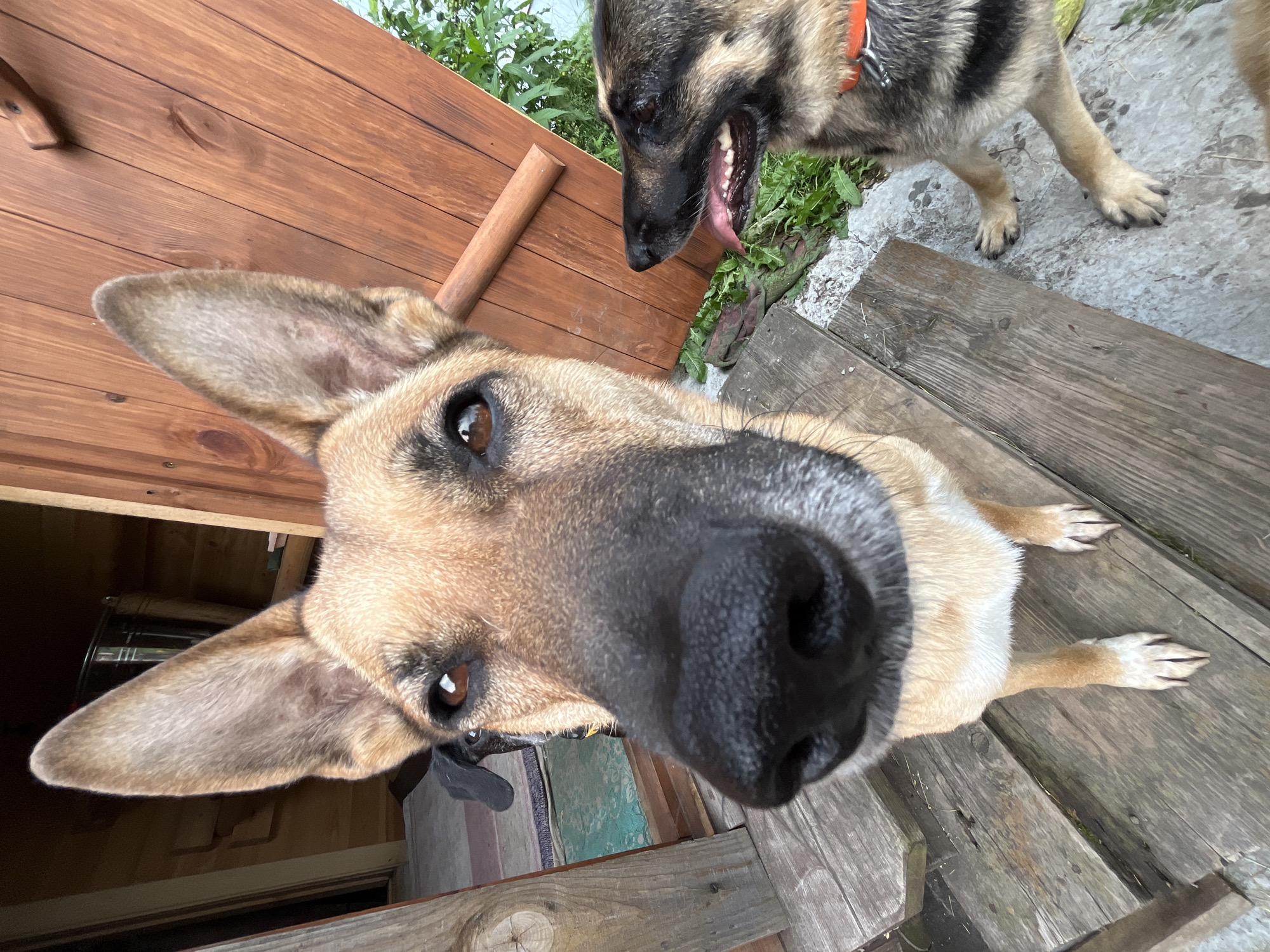 In Nizhny Tagil, Russia, two German Shepherds are on a wooden porch. The dog in the foreground is facing the camera with its nose close to the lens. It has tan fur and large ears. The second dog is to the right, looking to the left with its mouth open and tongue out. It wears an orange collar. The porch is made of weathered wooden planks. Behind the dogs, a wooden structure with a door is visible. Green foliage grows to the right of the porch.