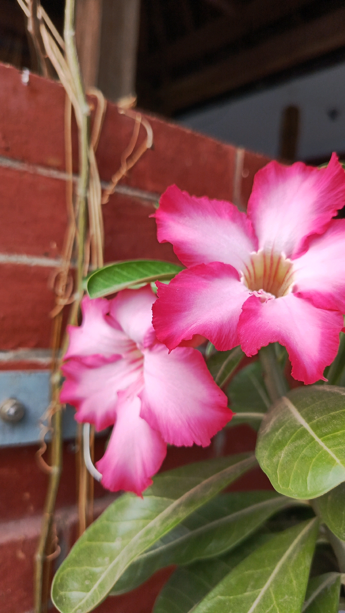 This is a close-up, vertical-oriented photograph of two pink Adenium flowers, also known as Desert Roses, in Babadan, Indonesia. The flowers are the primary subjects, with their vibrant pink petals, darker edges, and lighter centers. One flower is in sharp focus in the upper right of the frame, while the other is slightly out of focus in the lower left. Green, waxy leaves are visible in the foreground and midground, framing the flowers.
The background consists of a brick wall, predominantly red, with some out-of-focus elements suggesting a roof or overhang above and a blue metal fixture attached to the wall on the left. A thin, light-colored vine with delicate tendrils is also visible, intertwining and reaching across the brick wall and towards the flowers. The lighting suggests it is daytime, with soft light illuminating the flowers and leaves. The overall impression is of a natural, botanical scene set against an urban or semi-urban backdrop. There are no people or animals present in the image.