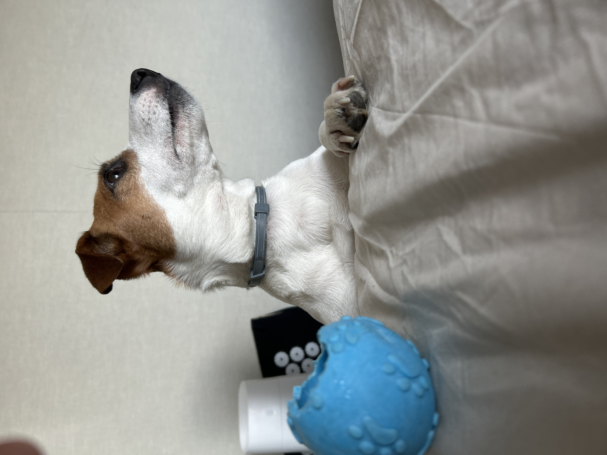 A small terrier-type dog is captured indoors in Chaikovsky, Russia, gazing intently upwards with its head tilted back. The dog has short white fur with prominent brown patches on its head and ears, and a black nose. It wears a simple grey collar around its neck. One of its front paws is visible, with dark pads and visible claws, resting or gripping a textured white fabric, likely a bedsheet or blanket, which extends along the right side of the frame.
In the foreground, towards the bottom of the image, a partially bitten or designed blue dog toy with a textured, bumpy surface is visible. Behind the toy and below the dog's chest, there's a black object with a pattern of white circular dots or buttons, possibly a remote control or smart device, and a white cylindrical object. The background consists of a light-colored, plain wall, suggesting a simple indoor setting. The lighting appears soft and even, indicating daytime indoors. The dog's expression conveys focus and attentiveness, perhaps anticipating something from above. No visible text is present in the image.