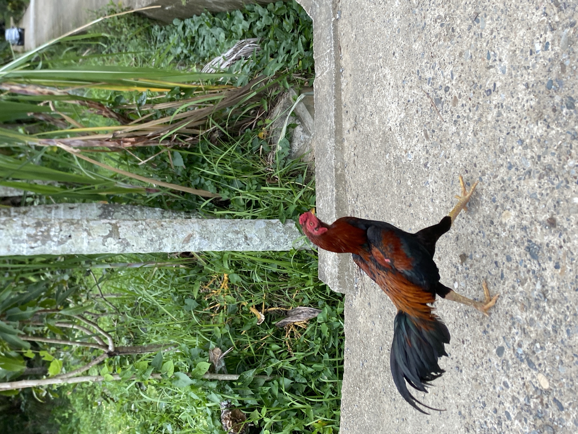 A rooster with brown and black feathers stands on a concrete surface, likely a road or walkway, in Seuneuboklhong, Indonesia. The bird faces to the left and appears to be in motion, with its right leg extended. The backdrop features greenery, including grass, foliage, and a thin tree trunk. The concrete surface and vegetation suggest an outdoor setting in a rural or suburban area.