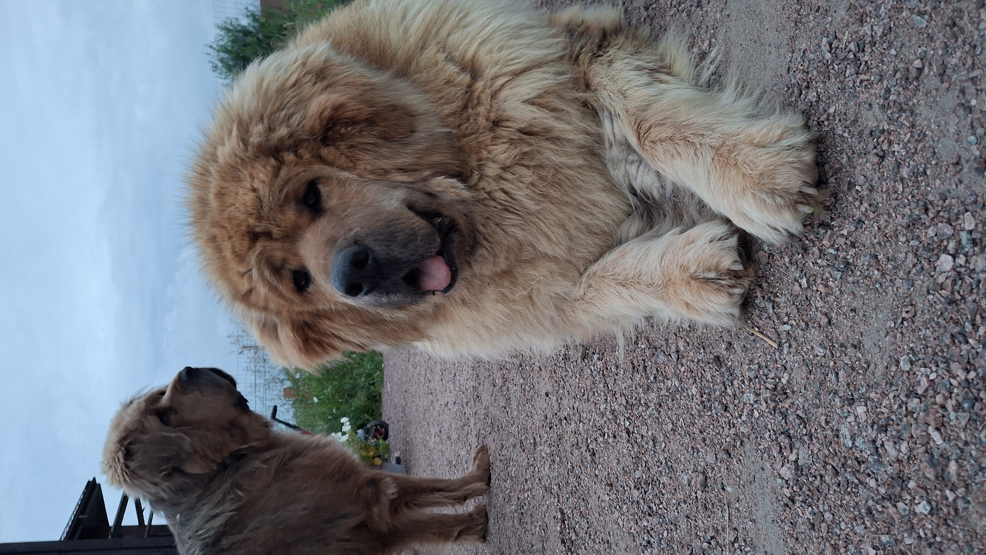 Two large, fluffy dogs, likely Tibetan Mastiffs, are present on a gravel surface. The dog in the foreground is light brown with its head turned towards the camera, panting with its tongue visible. It is lying down with its front paws crossed. Another dog, a darker brown, stands in the background to the left, facing away from the camera. The environment appears to be outdoors, with some green foliage and a cloudy sky visible. A wooden structure, possibly part of a building, is to the left. The overall scene suggests a rural or suburban setting in Kempelevo, Russia.