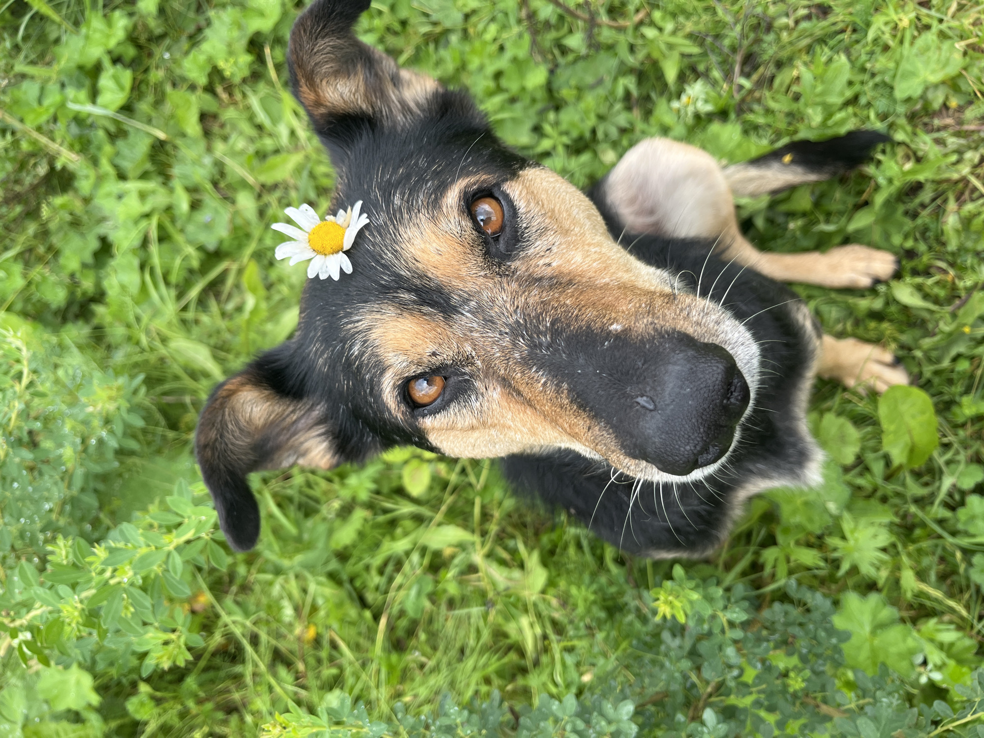 A dog with a daisy on its head sits in green grass. The dog is looking up at the camera, and its eyes are brown. The dog has black and tan fur. The daisy has white petals and a yellow center. The background is blurry green grass. This scene is likely outdoors, possibly in a park or backyard. There is no information to suggest this location is in Nizhny Tagil, Russia.