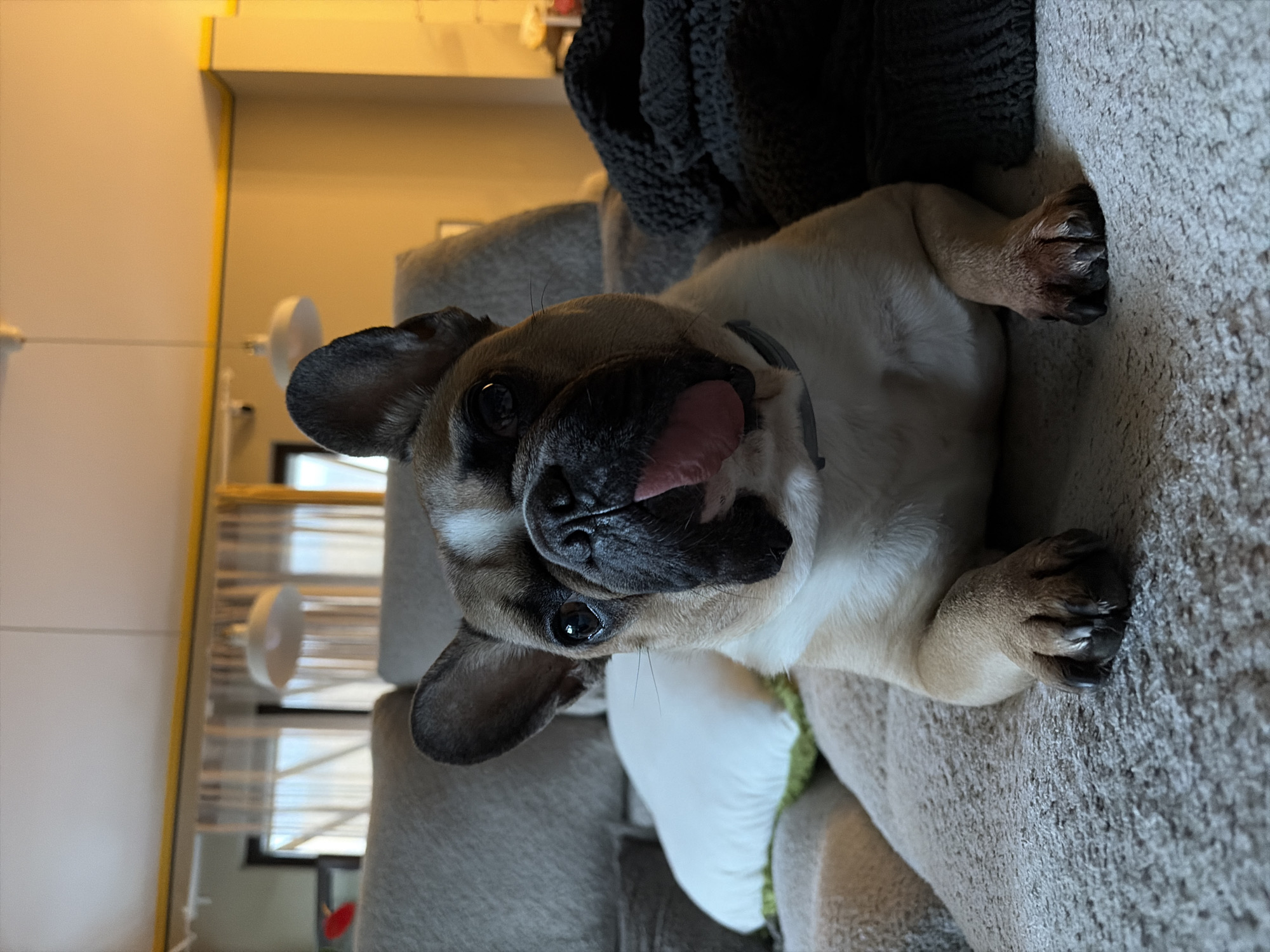 A fawn and white French Bulldog is the central subject of this image, captured in an indoor setting within Sofia, Bulgaria. The image is rotated 90 degrees clockwise, showing the dog lying on a light-colored, textured couch, looking upwards towards the camera with a playful and curious expression. Its pink tongue is visible, slightly peeking out from its mouth. The dog's dark, expressive eyes and distinctive bat-like ears are prominent. Its front and back paws are visible, resting on the couch fabric. Behind the dog, a dark, chunky knitted blanket adds texture to the scene. The background reveals a brightly lit room, featuring a wall, what appears to be a mirror or reflective surface with a yellow frame, and glimpses of blinds or window structures. The overall lighting is bright, creating a warm ambiance. No text is visible in the media file.