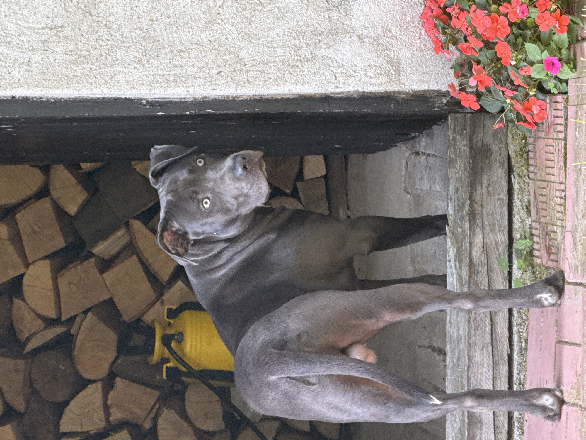 In Tvarditsa, Bulgaria, a grey dog with bright white eyes stands in a doorway. Behind the dog, stacked logs are visible, along with a yellow sprayer. To the right of the doorway, a cluster of bright red flowers with green leaves and one pink flower are in bloom. The dog is positioned with its back to the viewer, looking over its shoulder towards the camera. The dog's hindquarters and tail are clearly visible. The ground in front of the dog is paved with reddish bricks and a rough concrete or stone surface. The wall to the right of the doorway is textured and off-white.